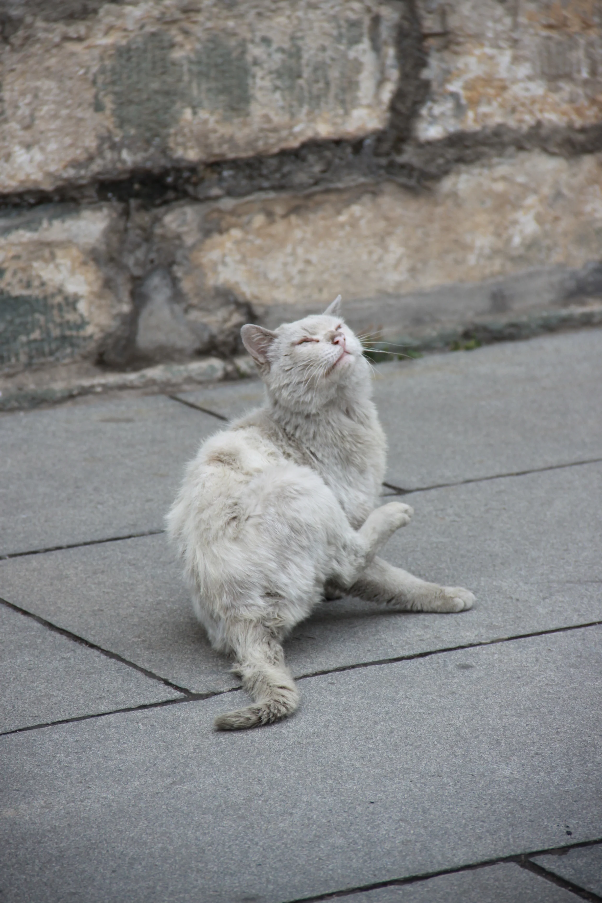 A feral cat