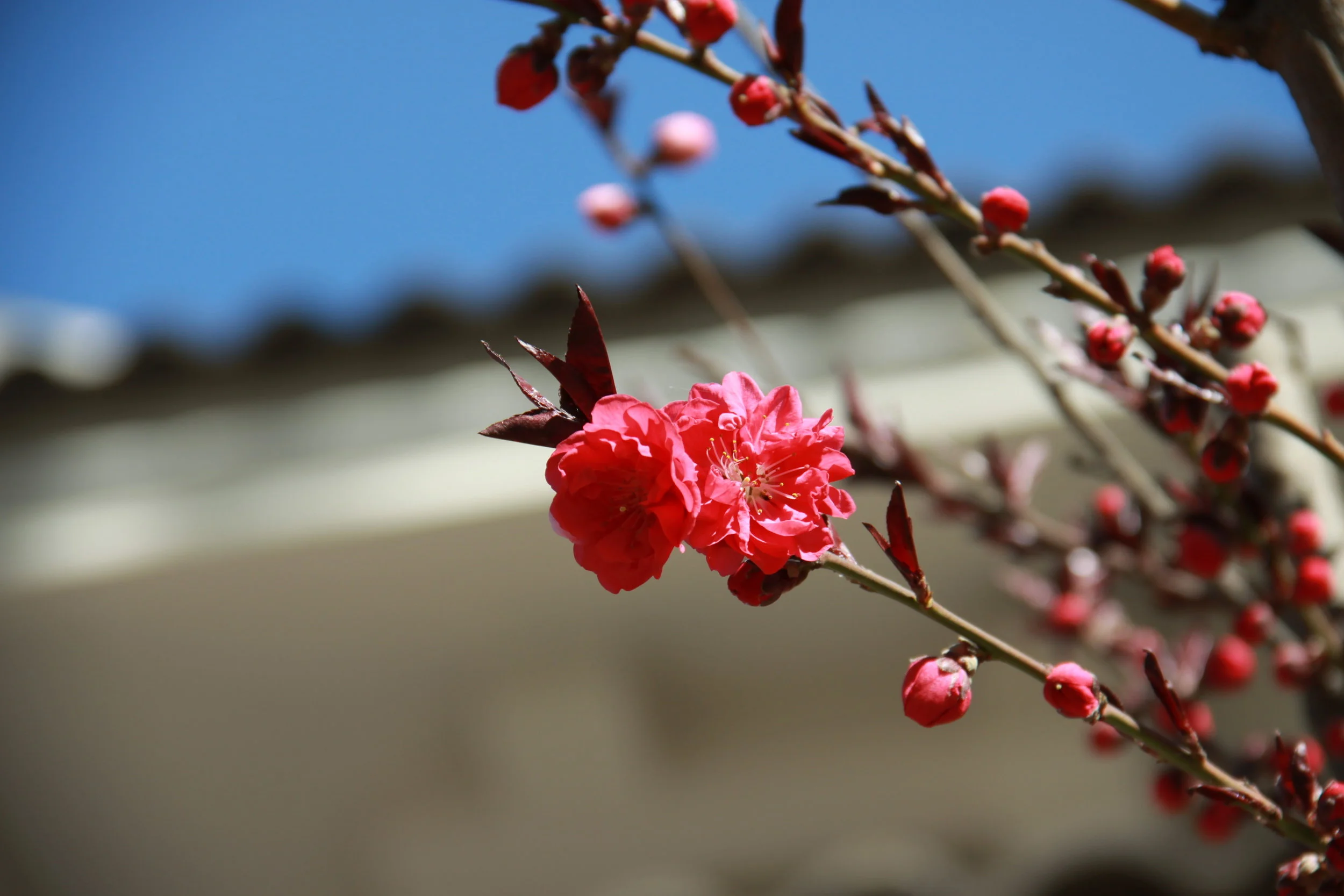 Plum flower early spring