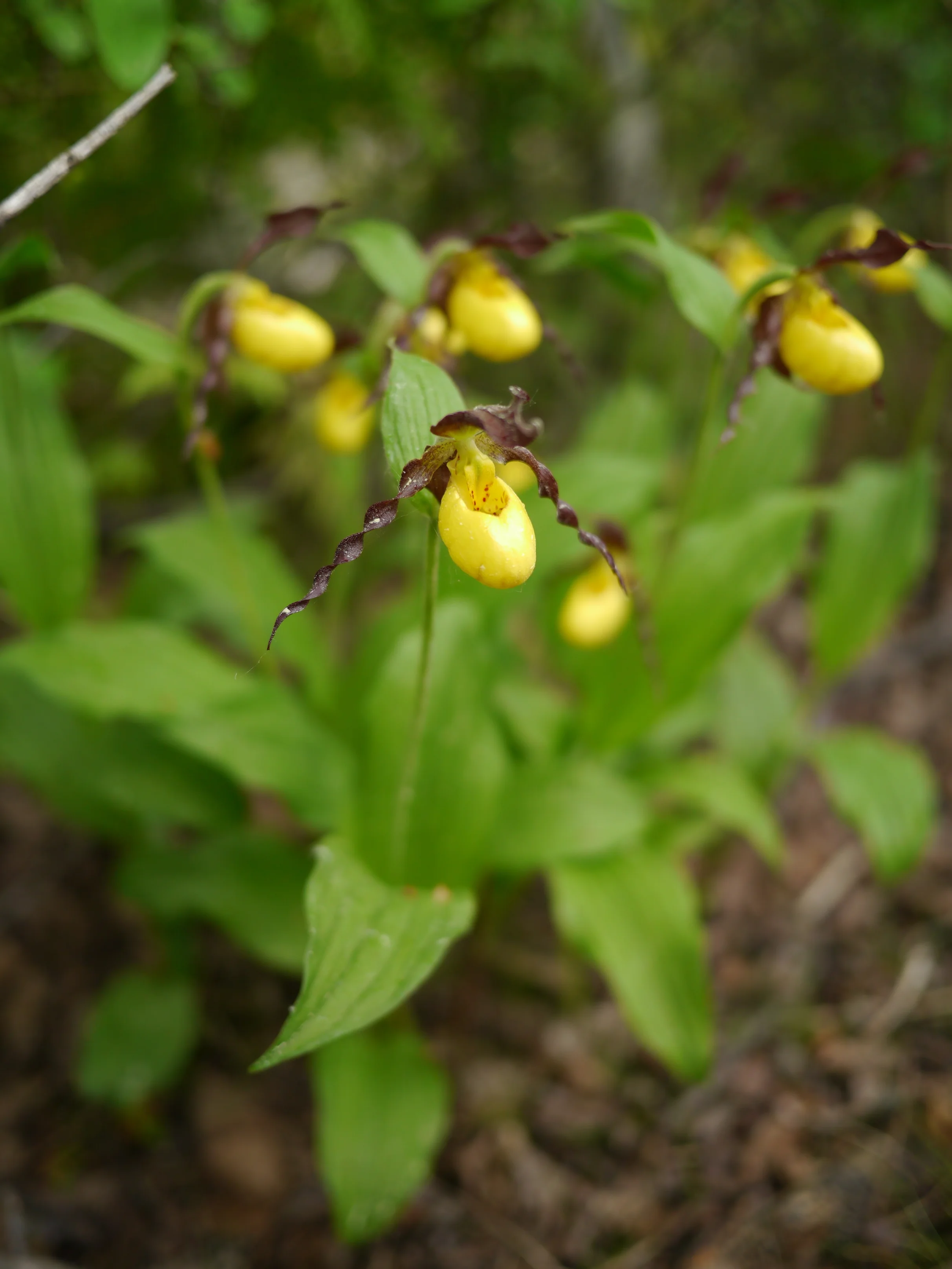 Wilde Lady Slipper Orchid