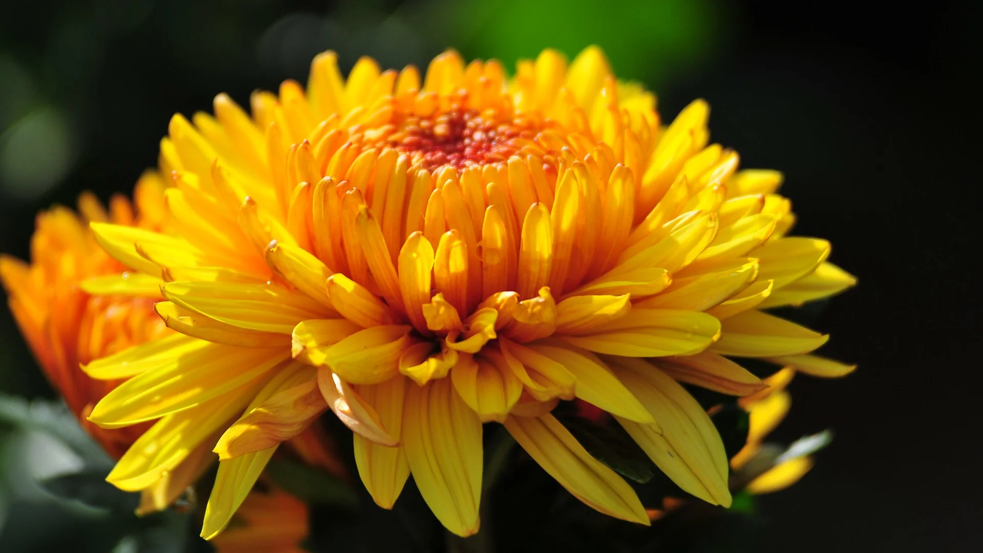 Chrysanthmum Flower (https://s-media-cache-ak0.pinimg.com/originals/d3/4a/36/d34a367fd1015222e1feca1ff47dcdf4.jpg)