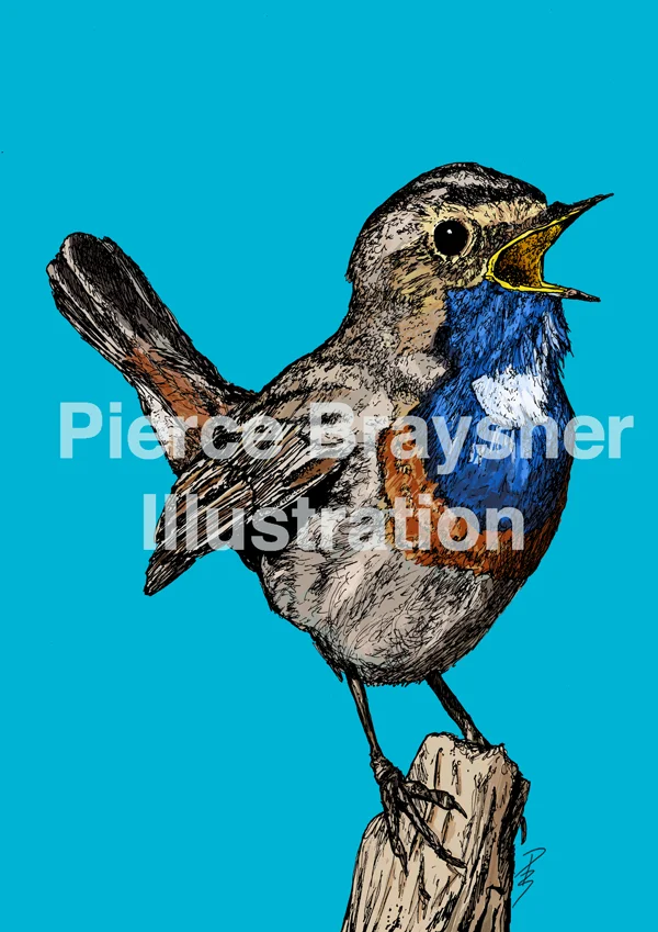 Bluethroat