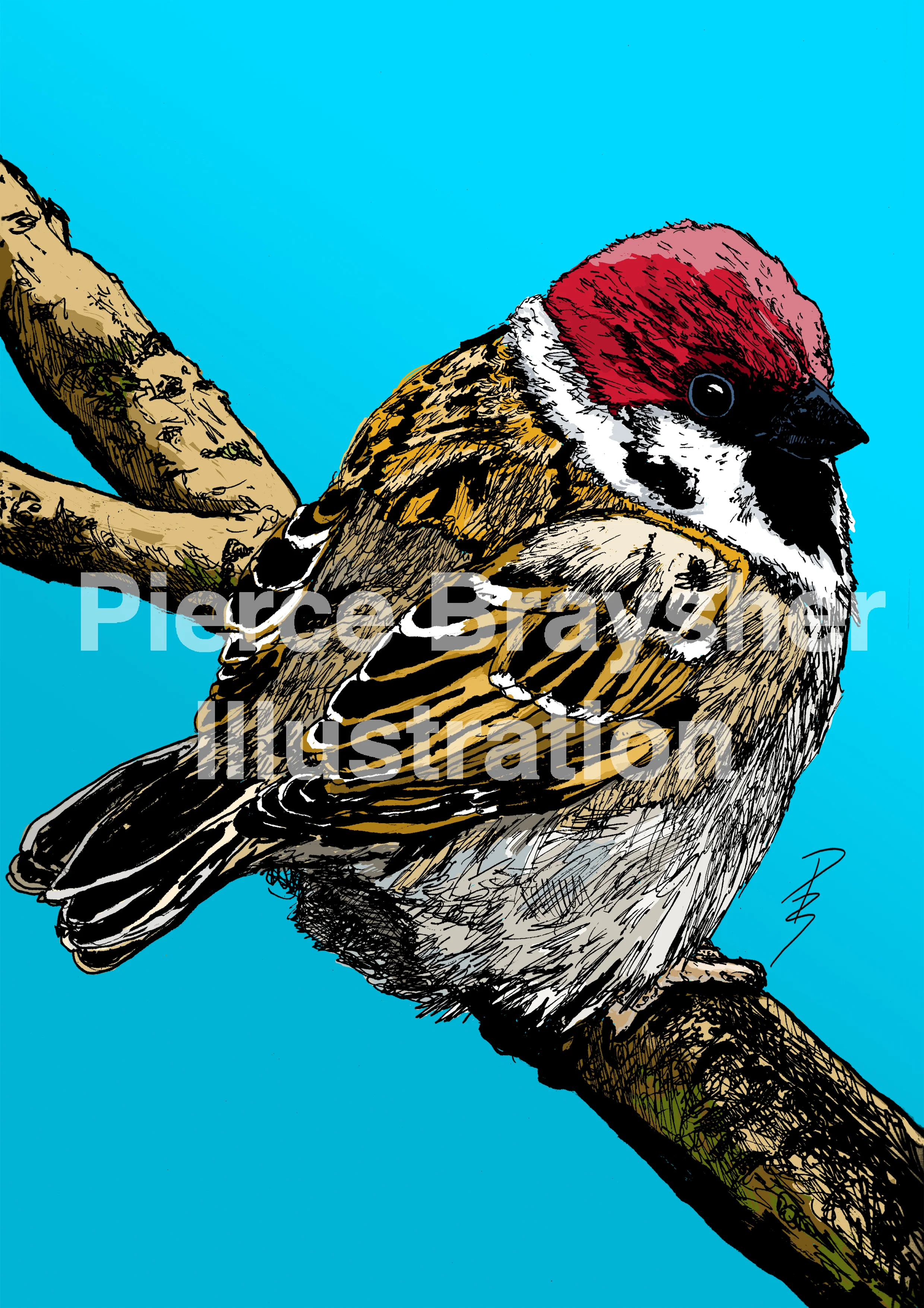 Tree Sparrow