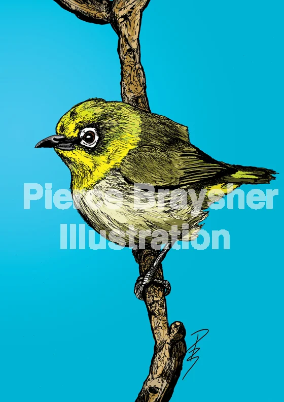 Japanese White Eye