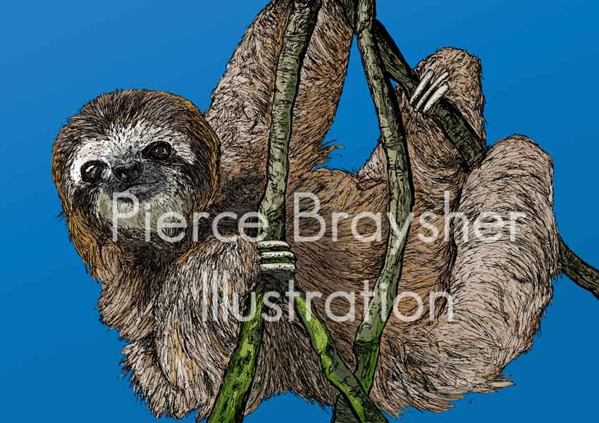 A Sloth's Relaxation
