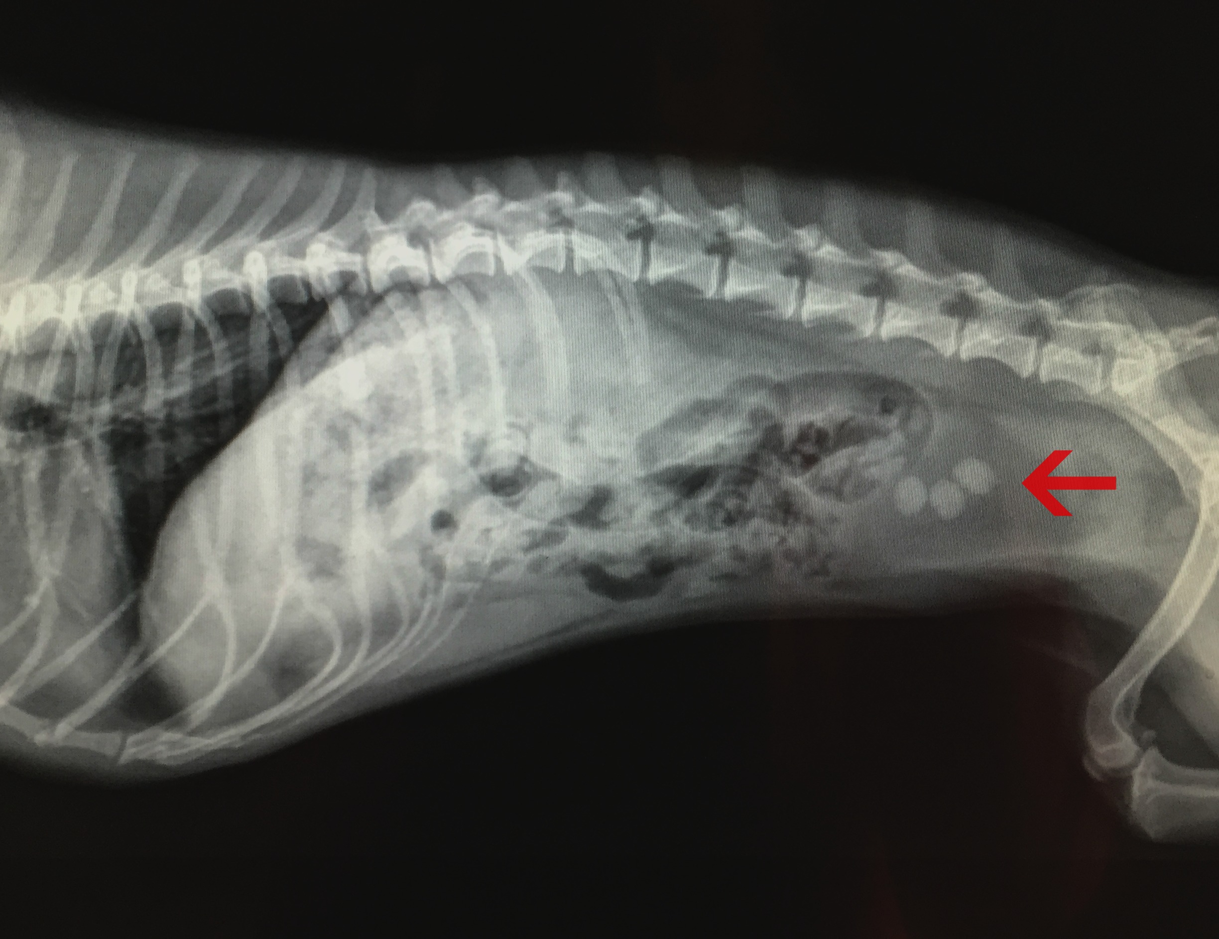 Мочеточники у собаки. Рентген мочевого пузыря собаки. Мочекаменная болезнь у кошек рентген.