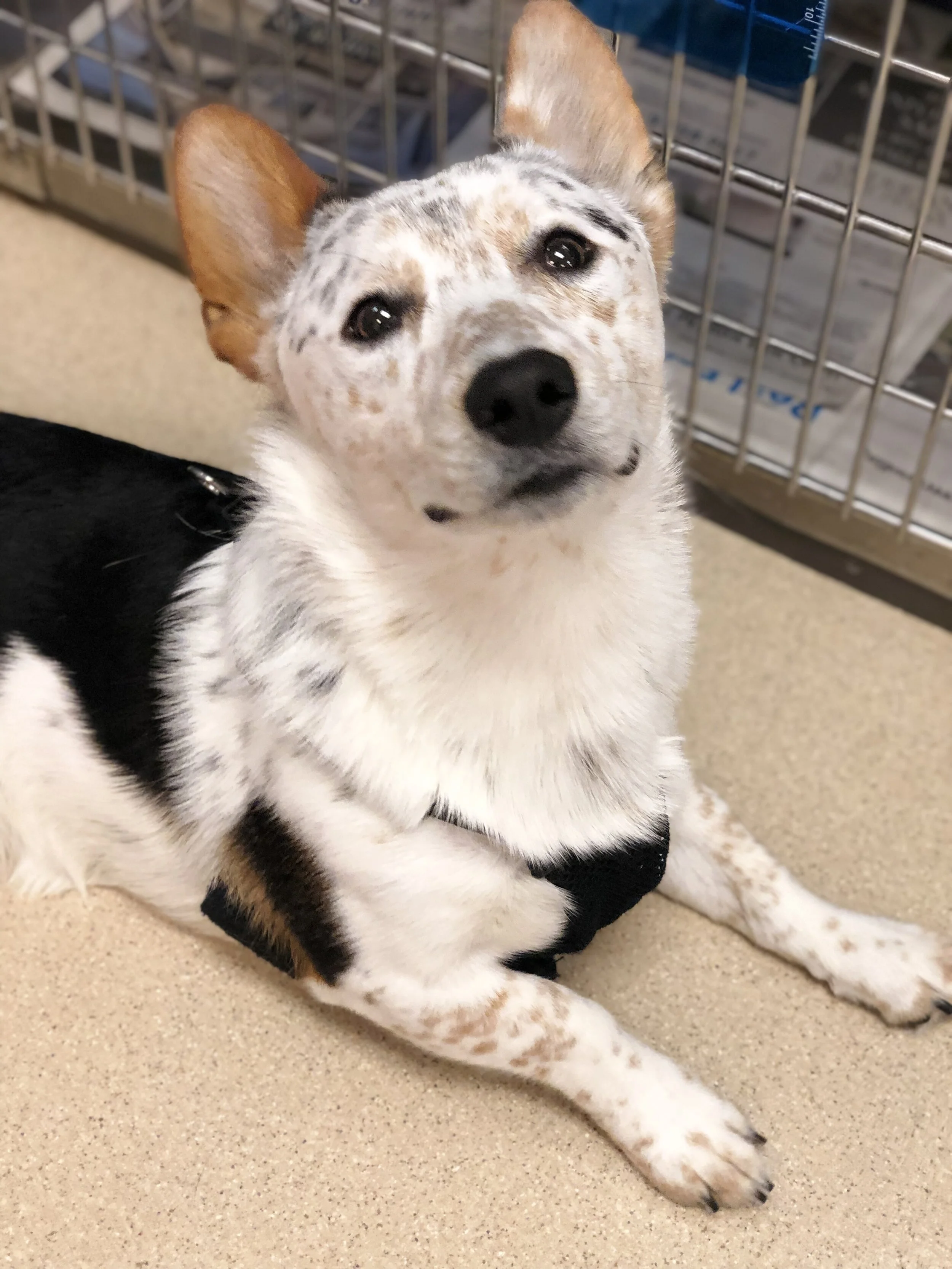 Photo Gallery Williamson County Animal Hospital Photo Gallery Williamson County Animal Hospital