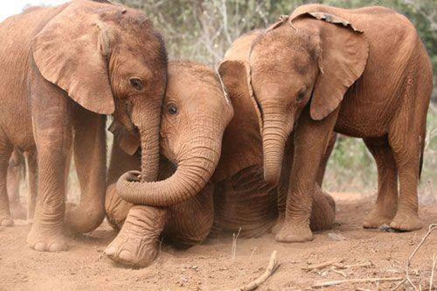 Elephants.03.jpg