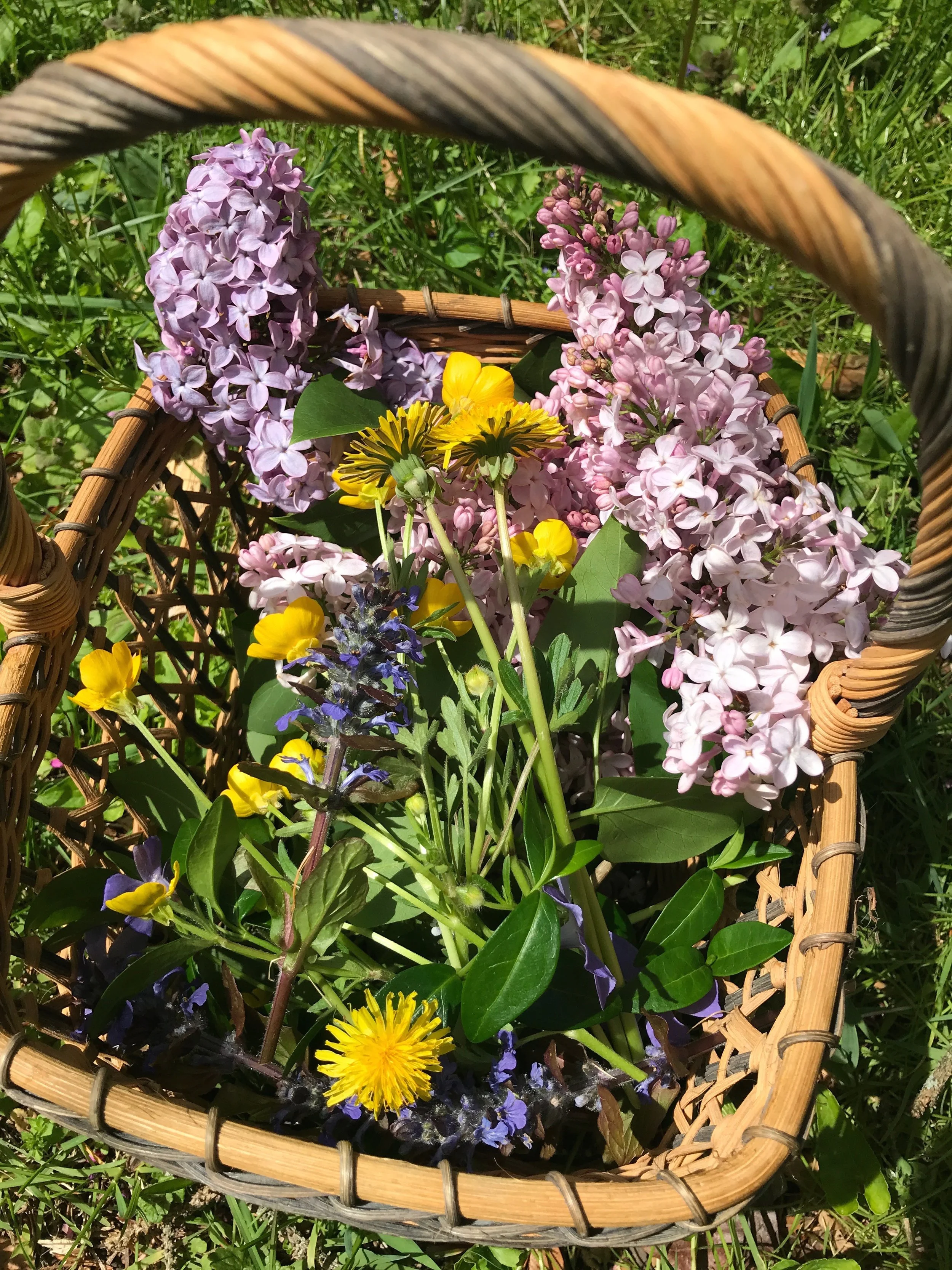 Tuning Into our Plant Allies, $75 , early bird $65