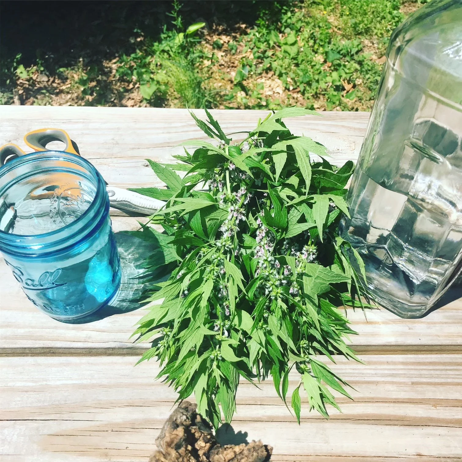 The Mighty Mints: Calming and Soothing Herbs for Anger, Anxiety and Irritability at LightCLub, $50 