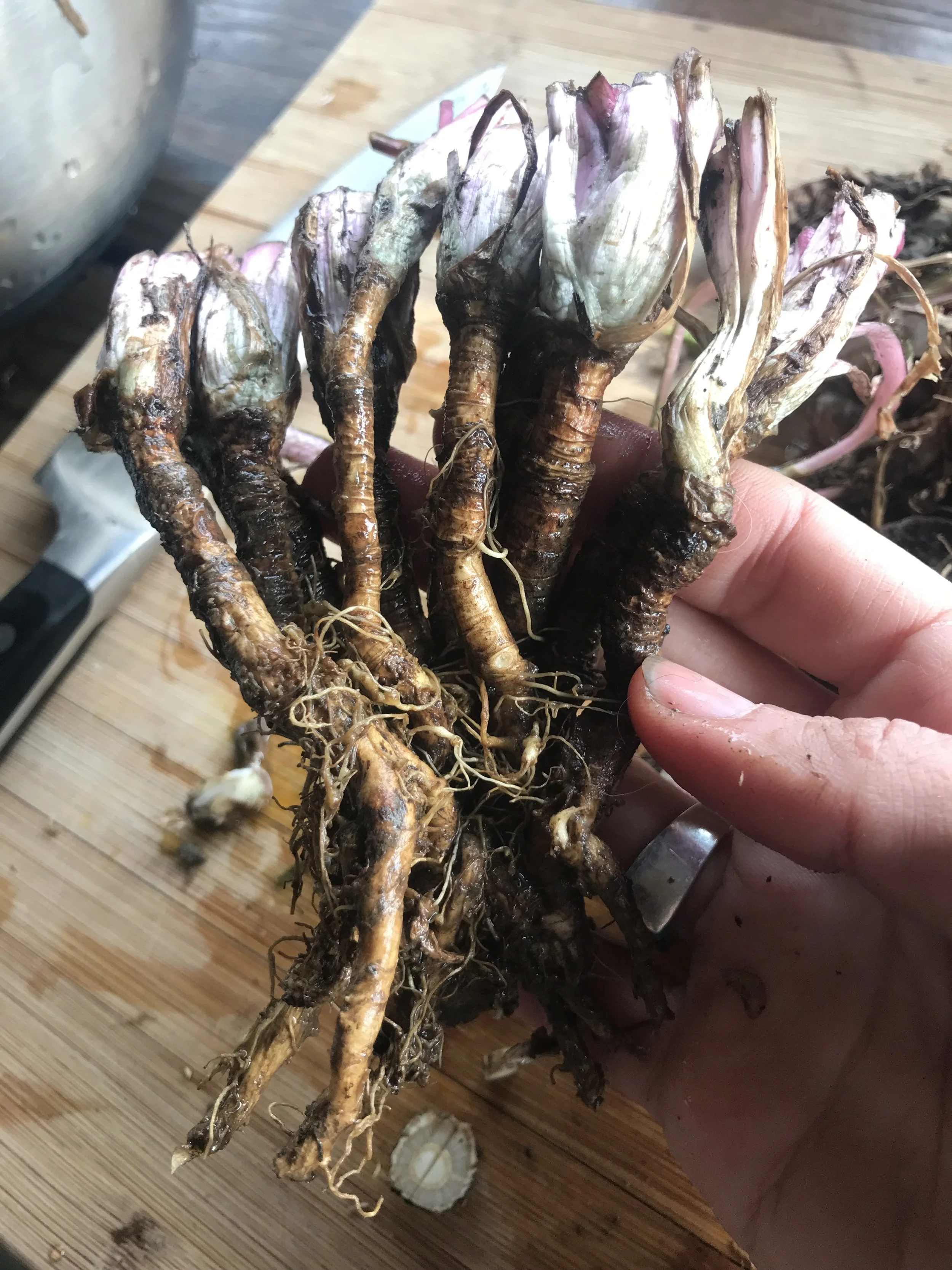 Herbalism 101: Spring Roots &amp; Infused Vinegars AOOA Farm, $75  