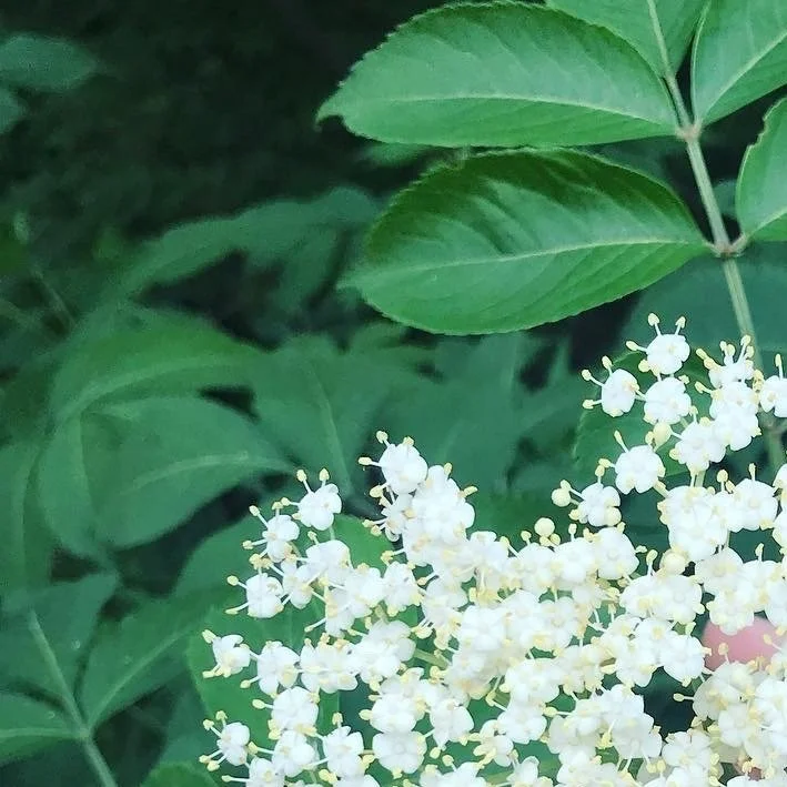 Herbalism 101: Herbal Wines, $75