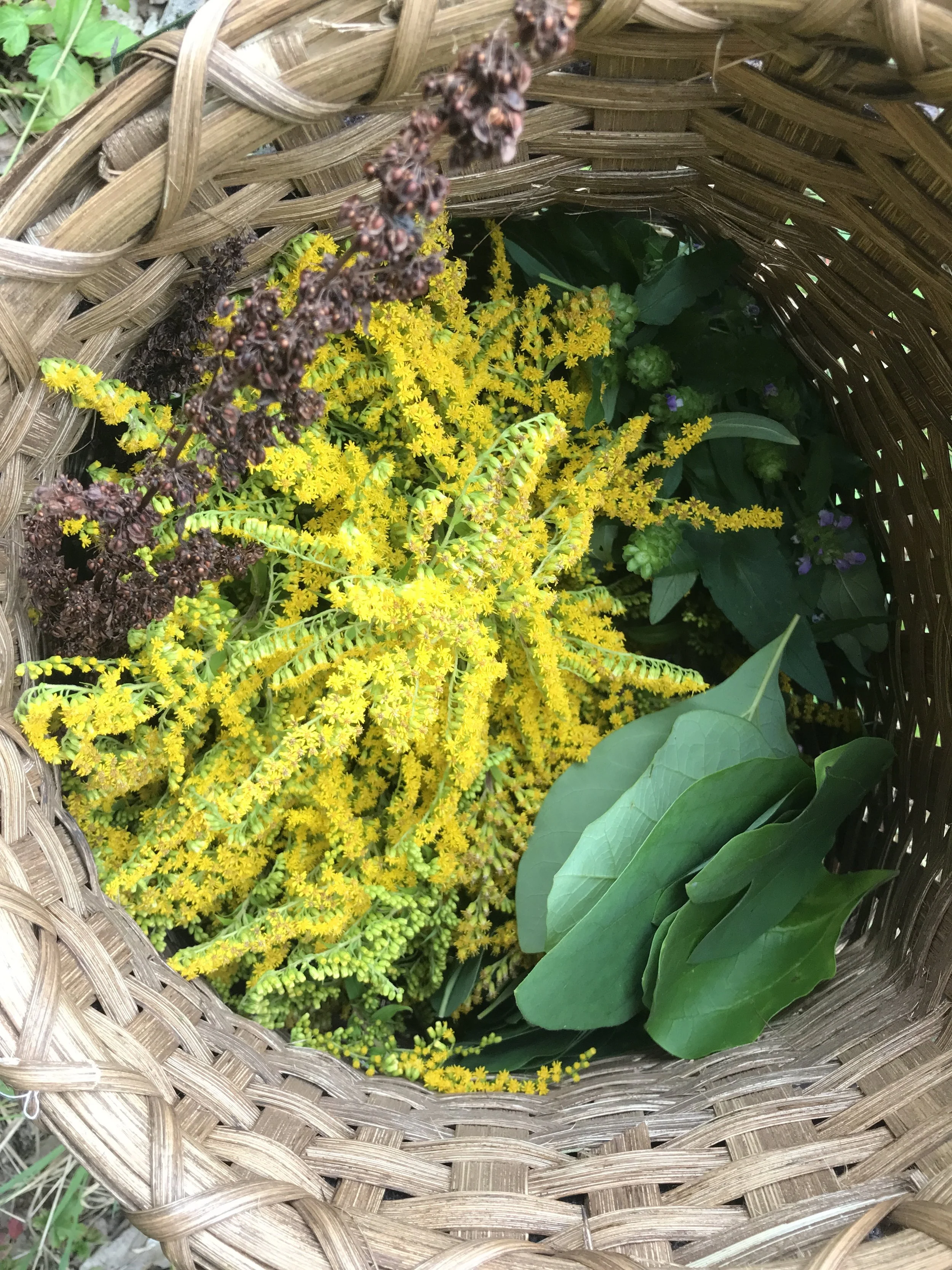 Herbal Medicine: Allergies Be Gone! $65