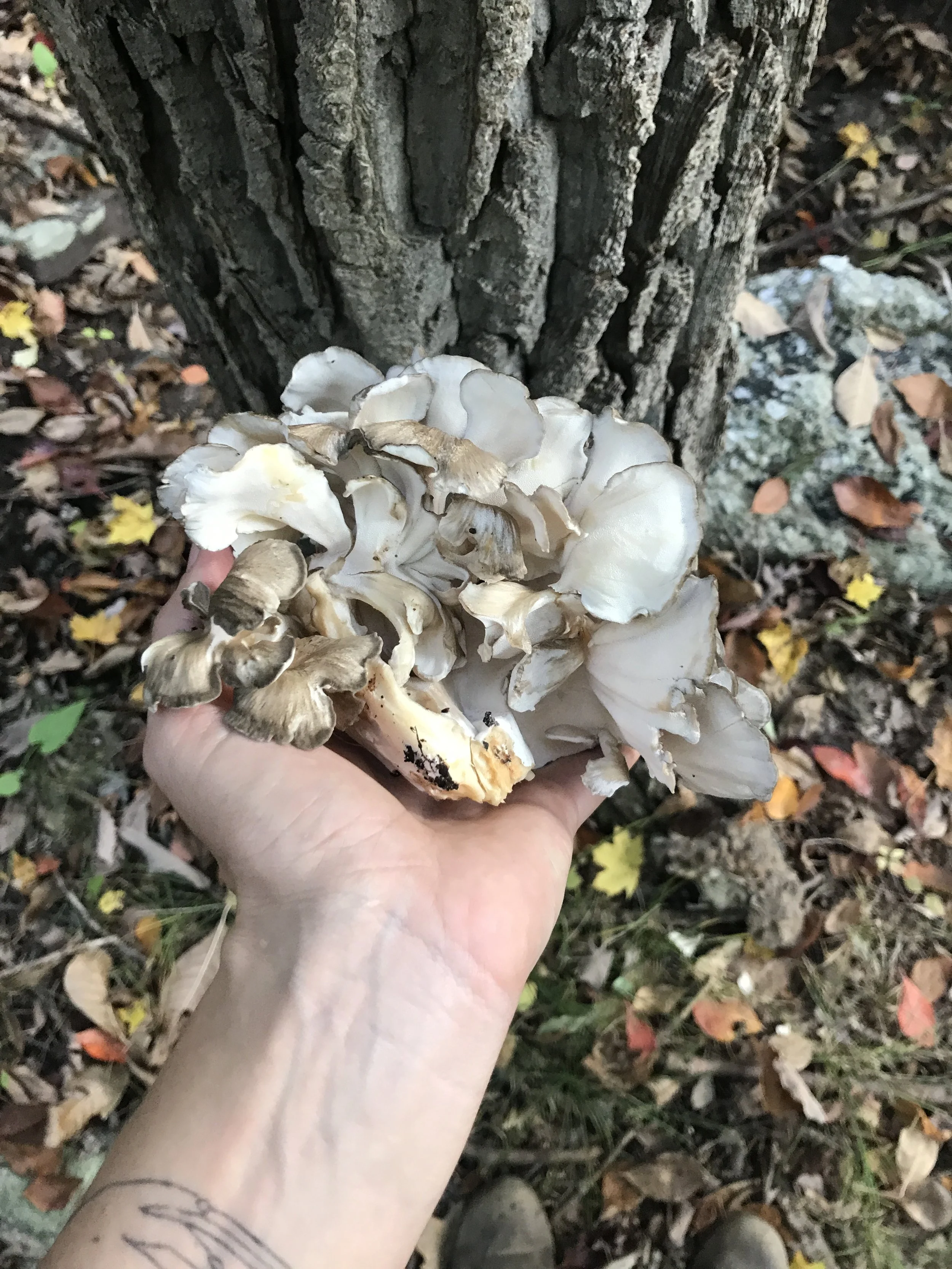 The Great Defenders, $85