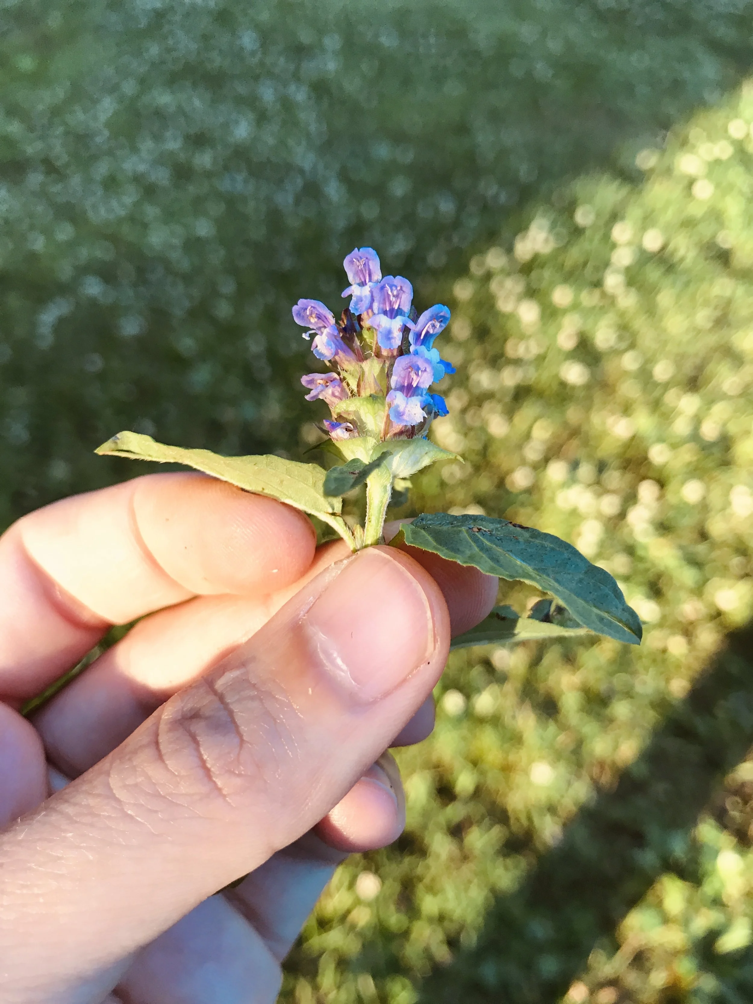 Summer Blooms and Berries Plant Walk, $35