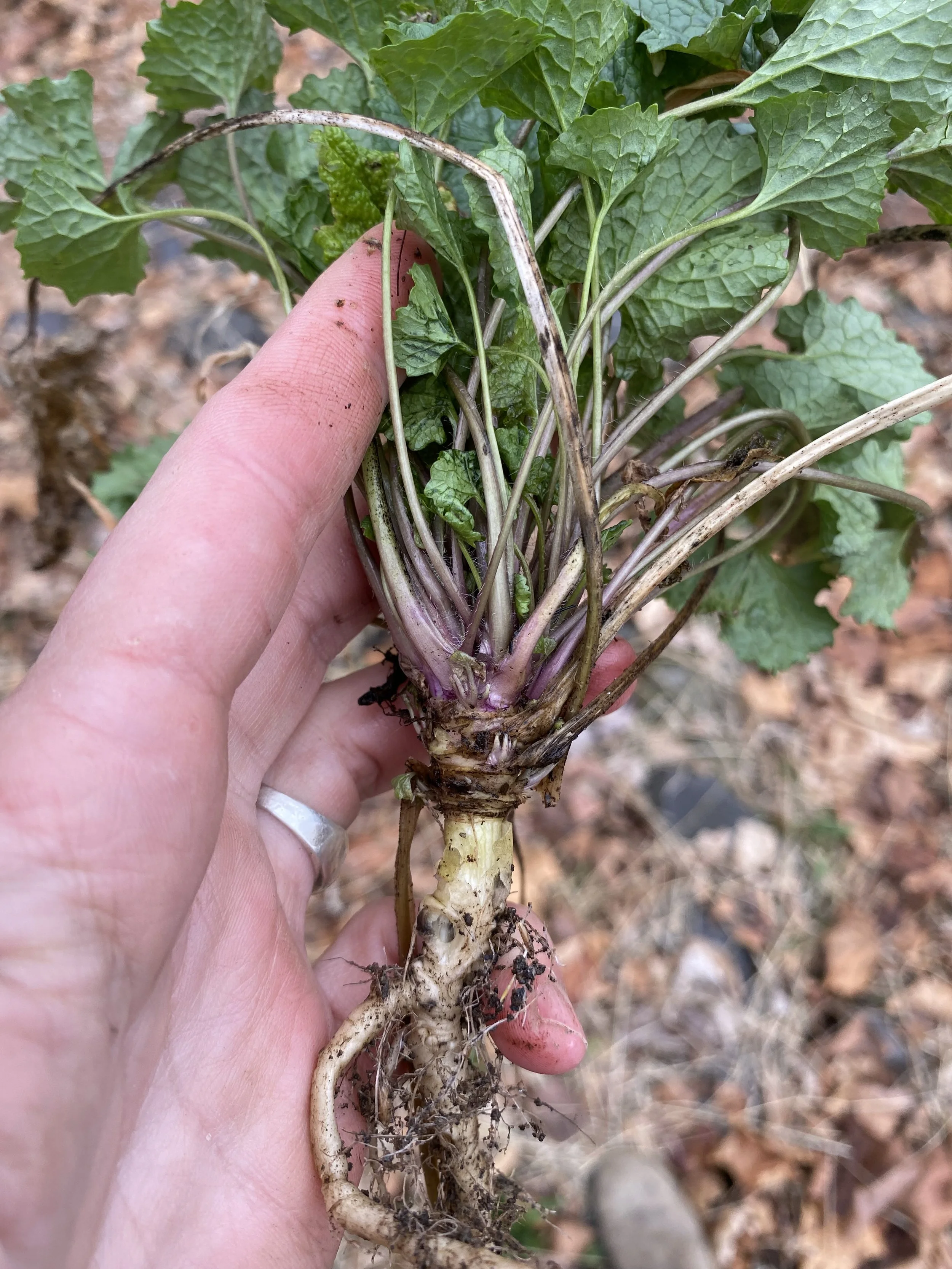 Spring Roots and Shoots , $55