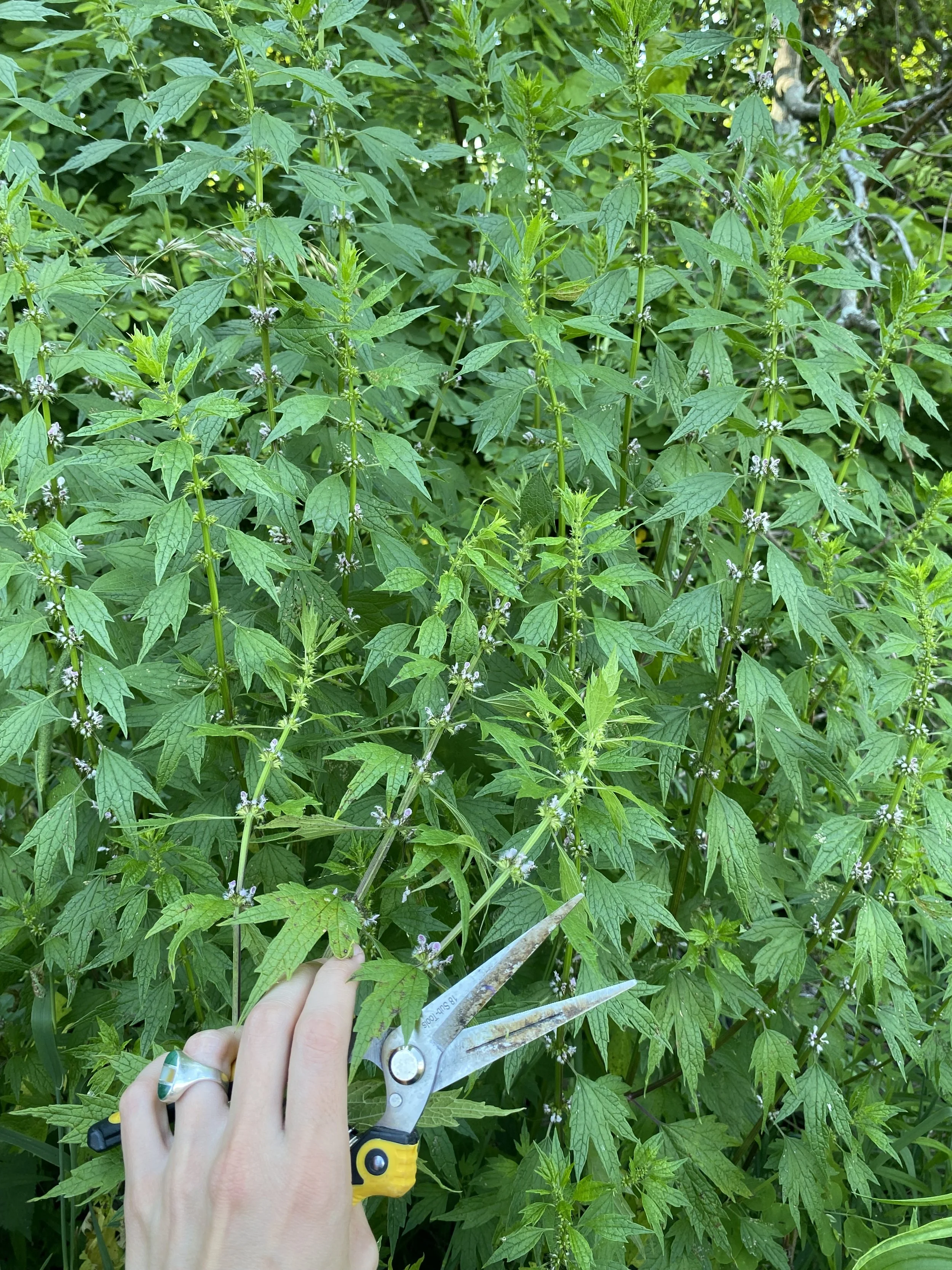 "Pamper Me Silly: Herbs for PMS", $55