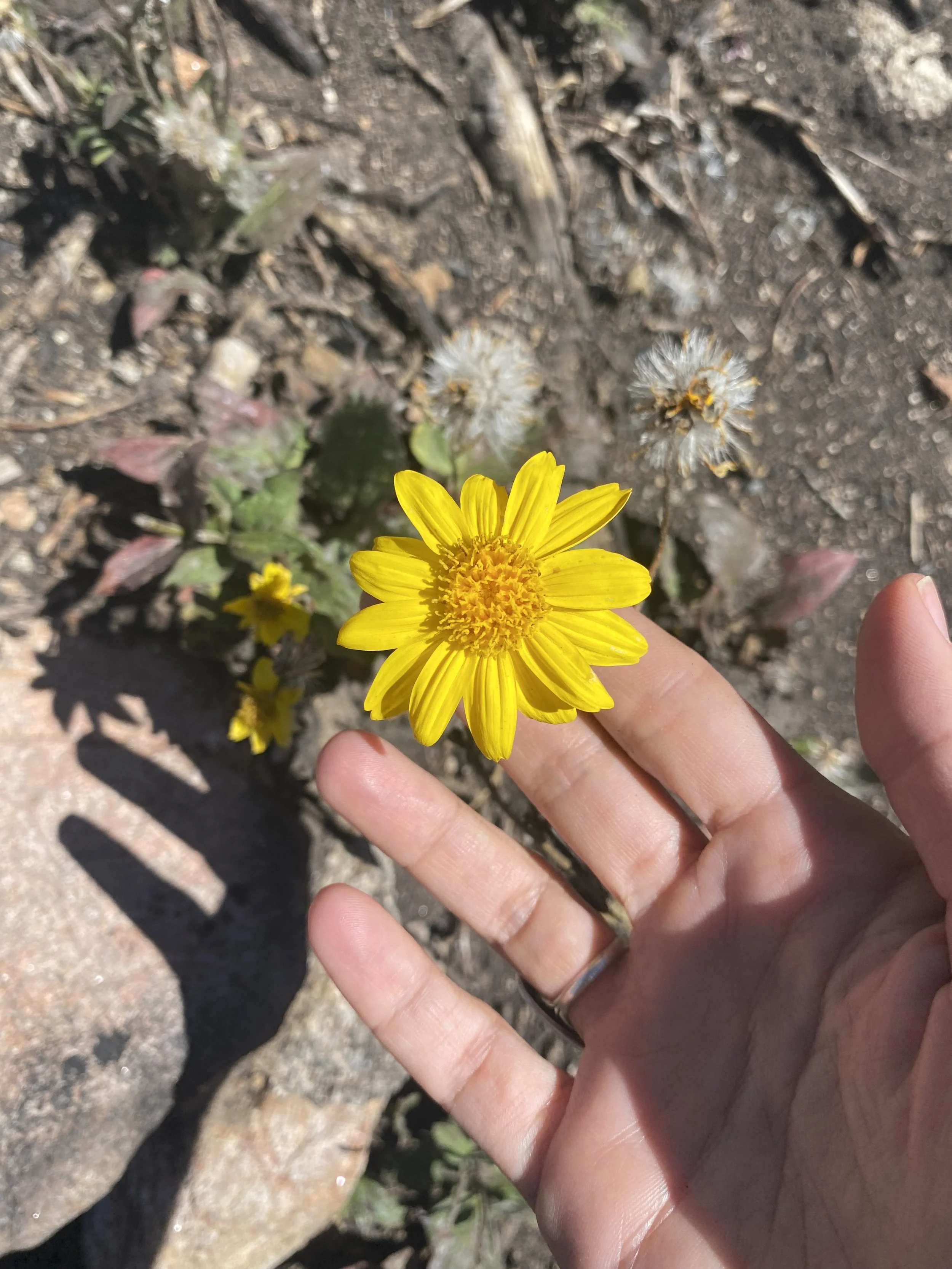 Botany Lessons from an Herbalist, $35