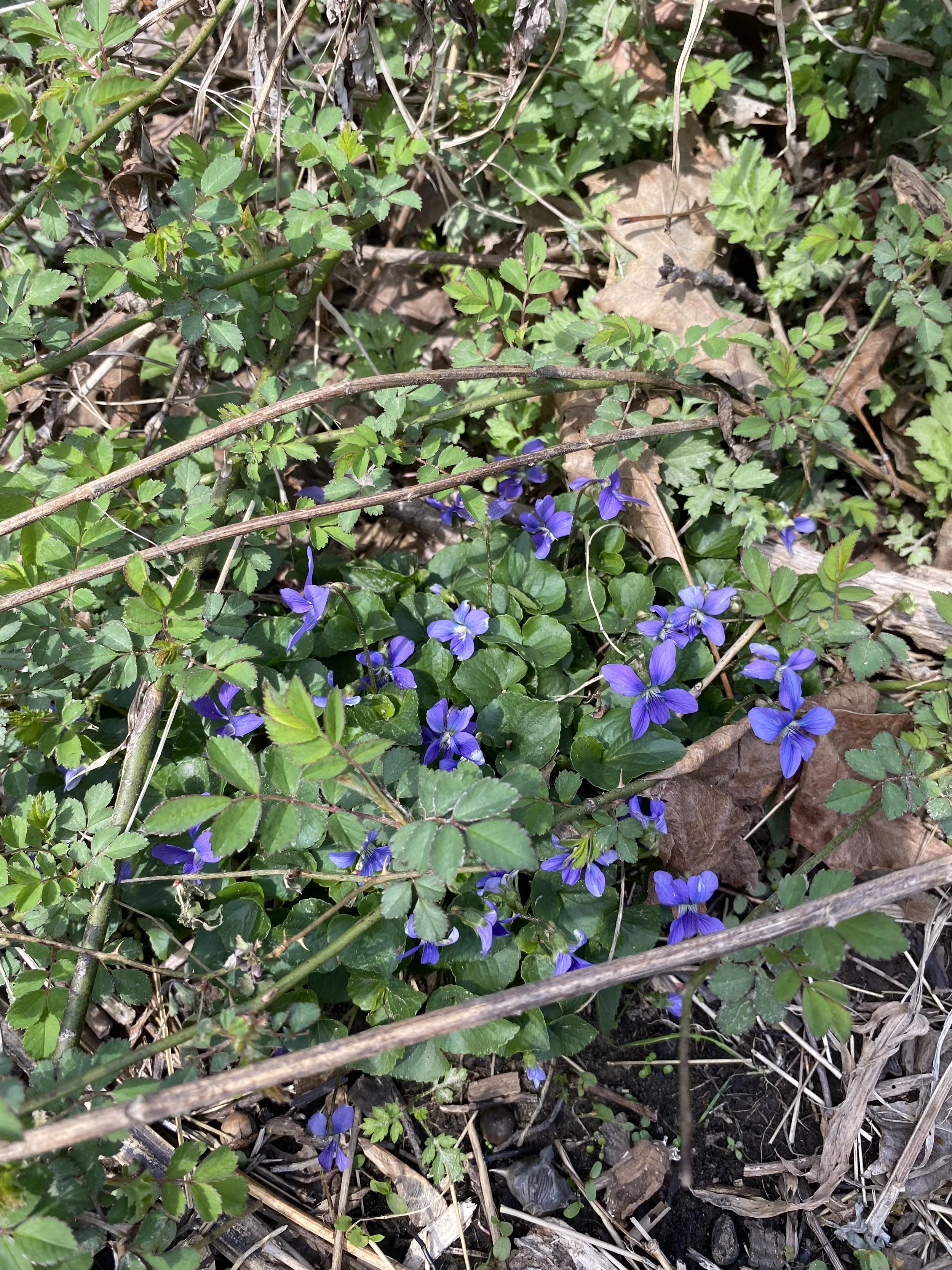 Spring Foraging Walk at Goshen Green Farm $40