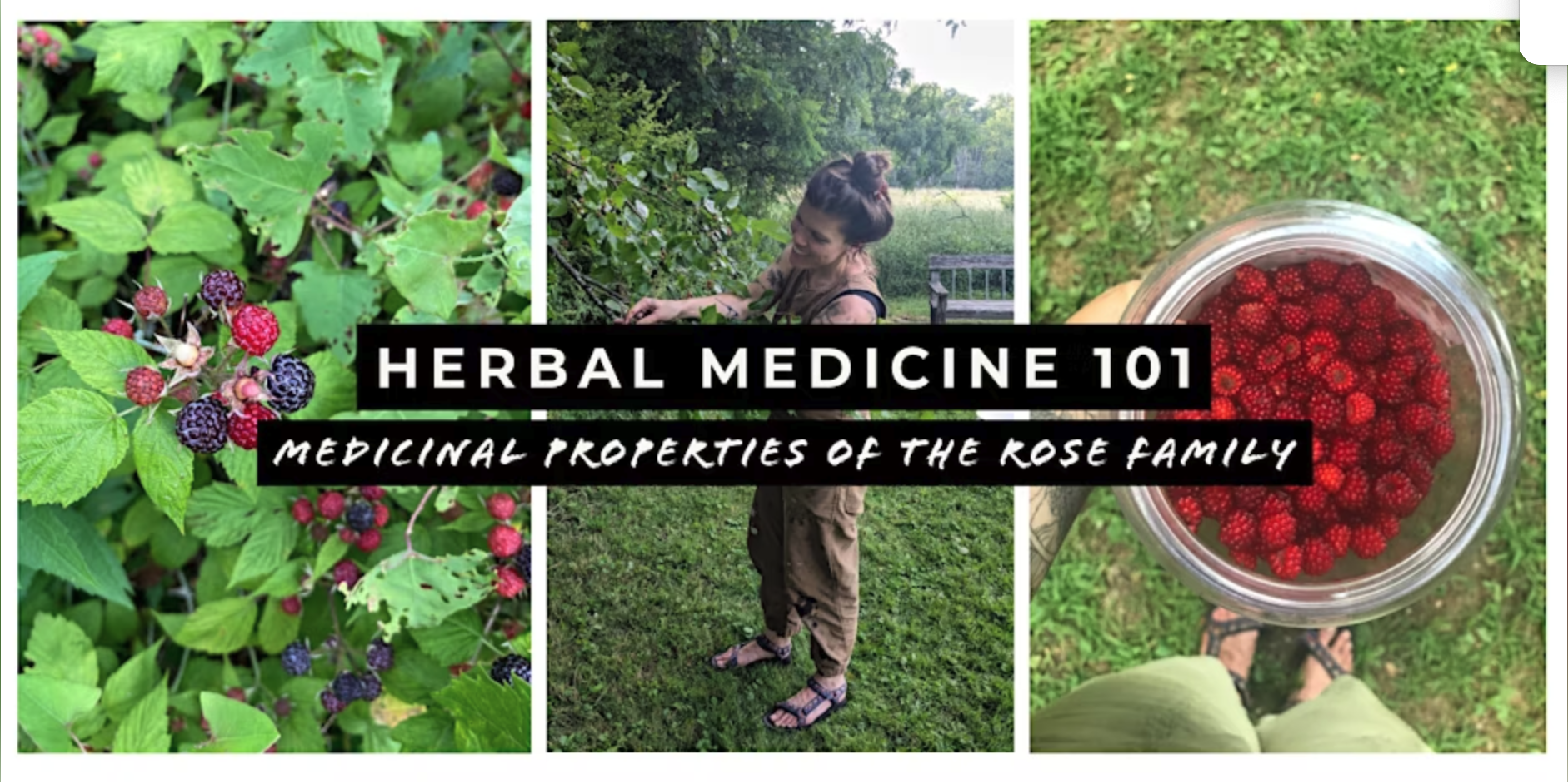      

 
   Stop and smell the roses, and the raspberries, blackberries, peaches, cherries and apples! Yes these are all in the sweet, and nourishing rose family. In this class we will explore the roses at AOOA, take a walk around the farm, taste som