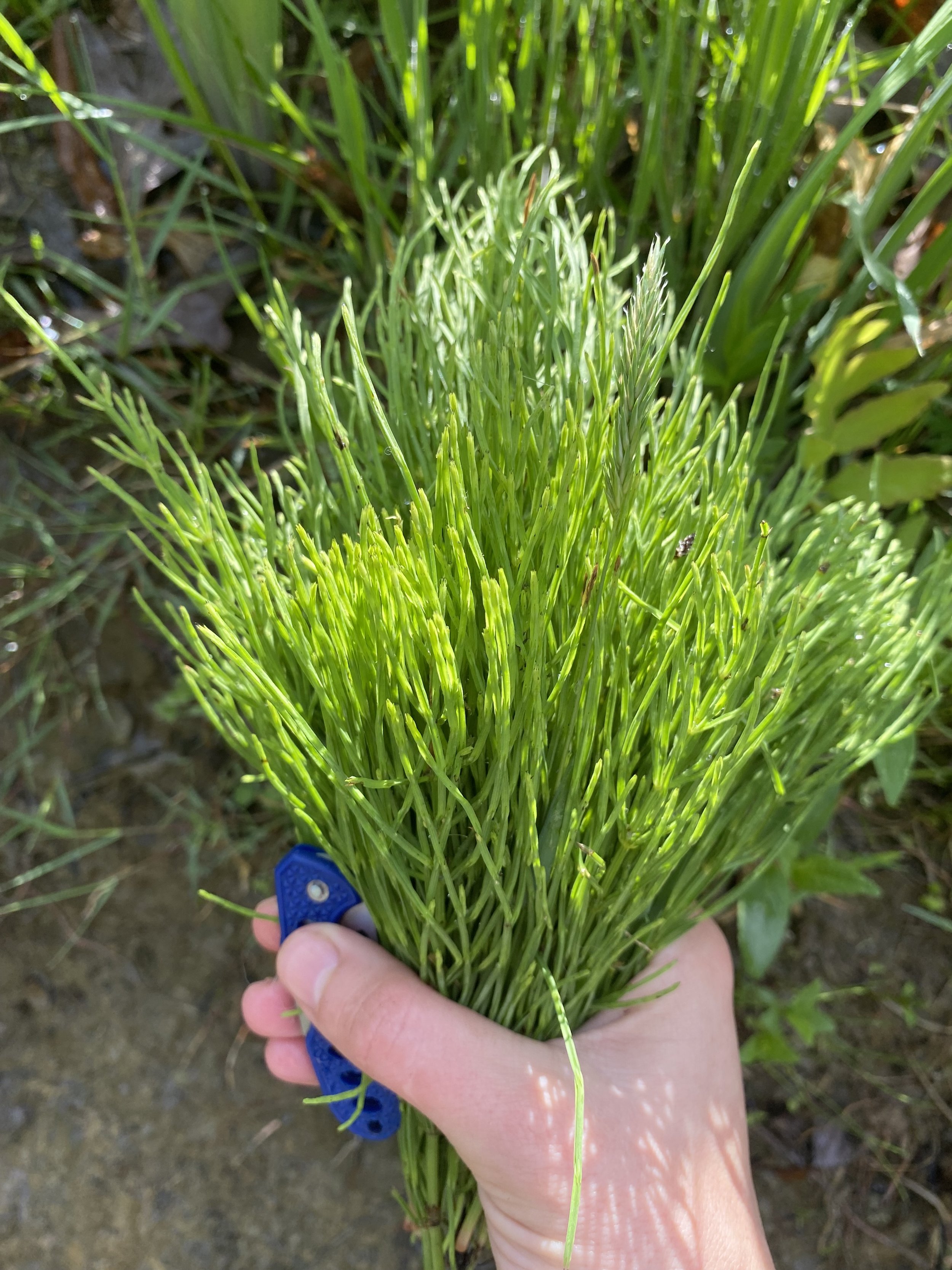 Herbs for Bone, Skin and Hair Health, $45