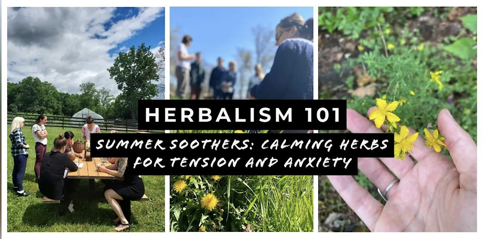      

 
   Herbal Medicine 101: Summer Soothers at AOOA   Explore seasonal herbs and create tinctures, teas, infused vinegars, and honey in this hands-on introductory herbalism workshop!  An old folk saying says: “ Always keep a spirit of Melissa by