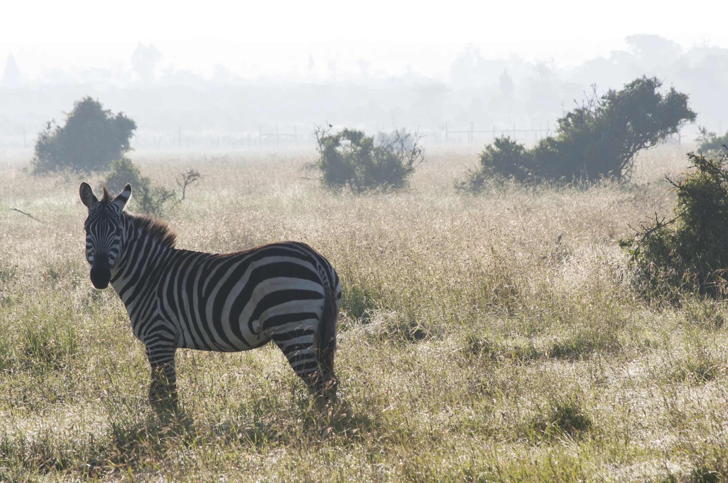 Africa - 001.jpg