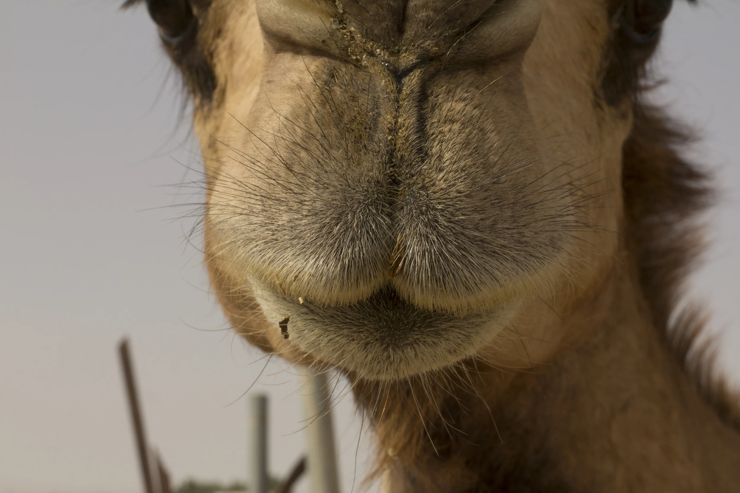 Dubai - 002.jpg