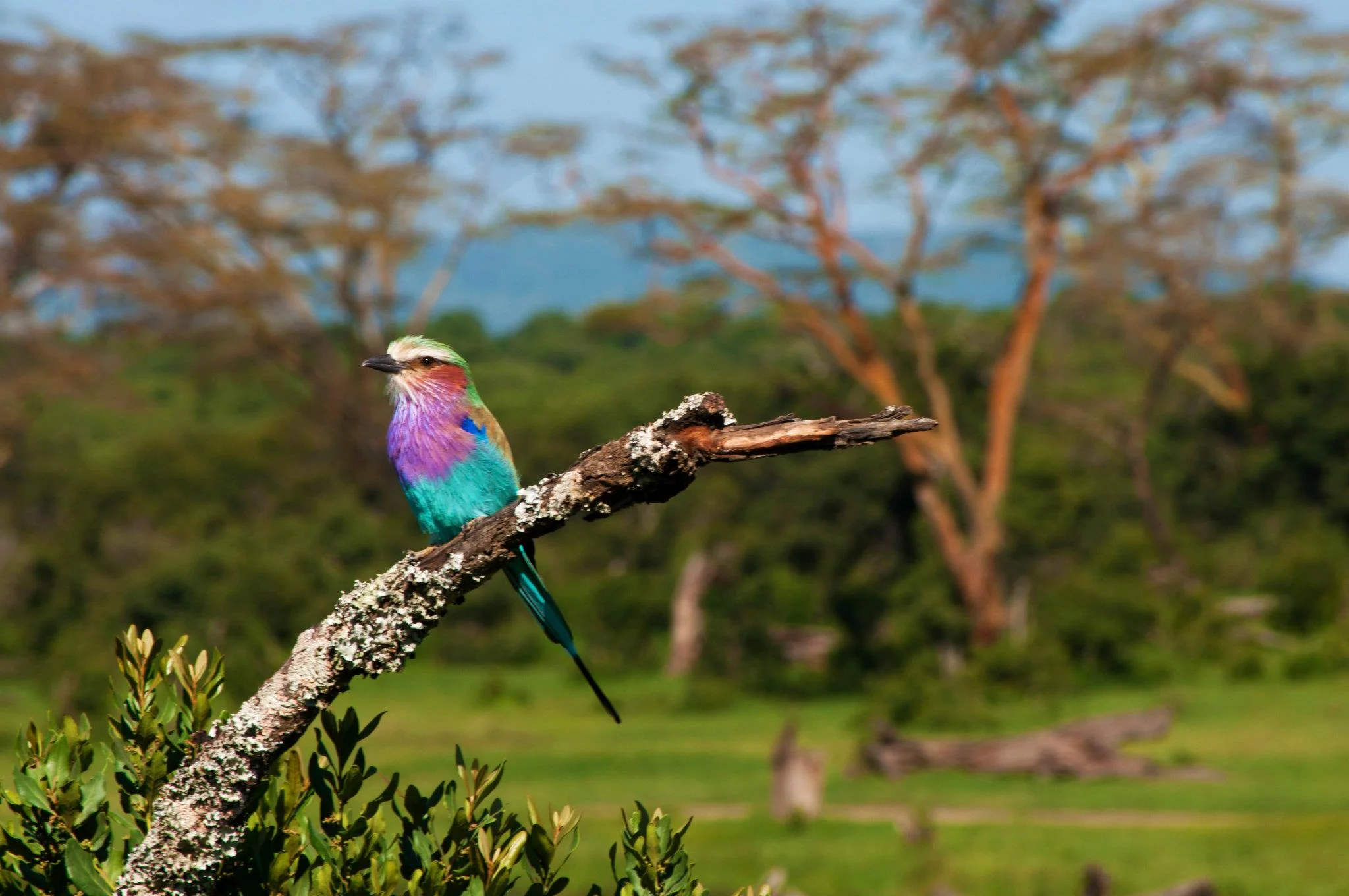 Africa - 003.jpg