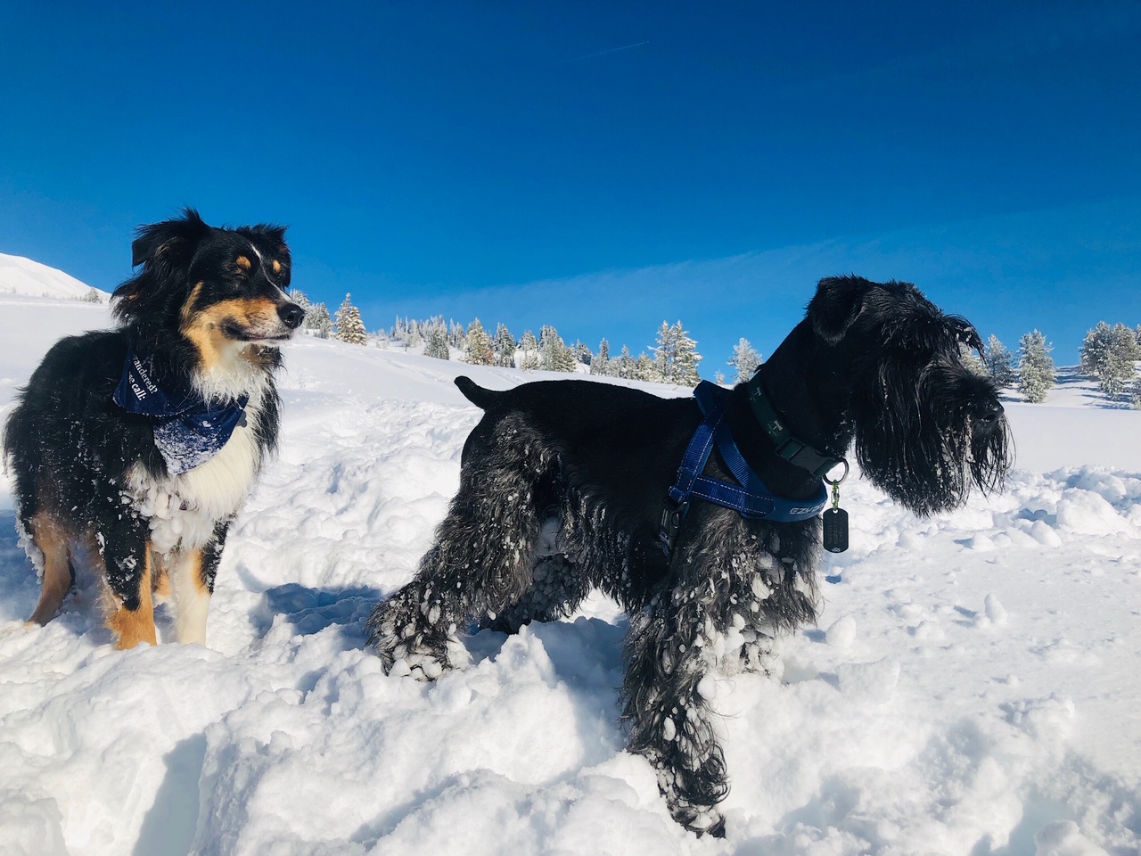 Archie and Mookie in the snow.jpg