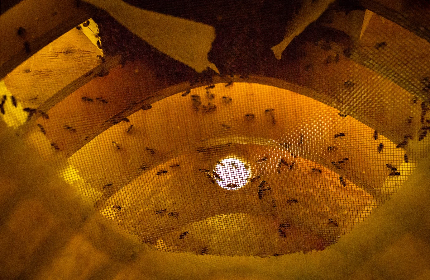Bee Chapel_Inside.jpg