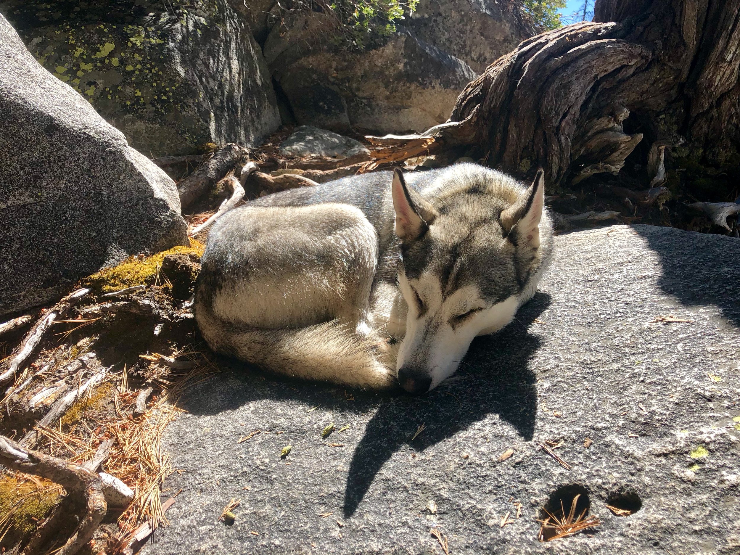 Husky Ball