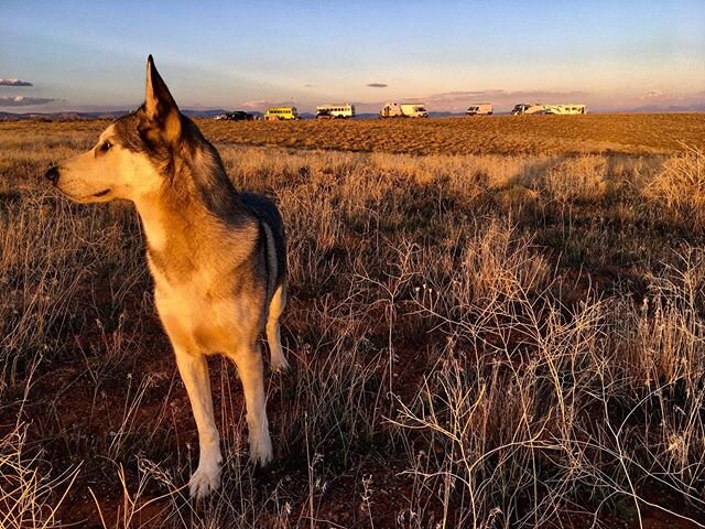 Boondocking in the desert with the wolf @whitefangskoolie 
@roanravenwolf #wolfdog #skooliedogz #buslife #skoolieconversion #homeiswhereyouparkit