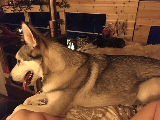 Wolf and Bus Cat. We had a visitor and roan didn&rsquo;t mind sharing his bed. @roanravenwolf @whitefangskoolie @skooliedogz #wolfdog #blackcat #skoolielife #buslifeinspiration #huskylove #dogandcat