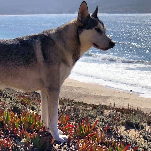 Excited to be back at the beach, chasing paragliders and seagulls! 
Monterey Bound
@roanravenwolf @ravenwolfskysports #wolfdog #adventuredog #huskylove