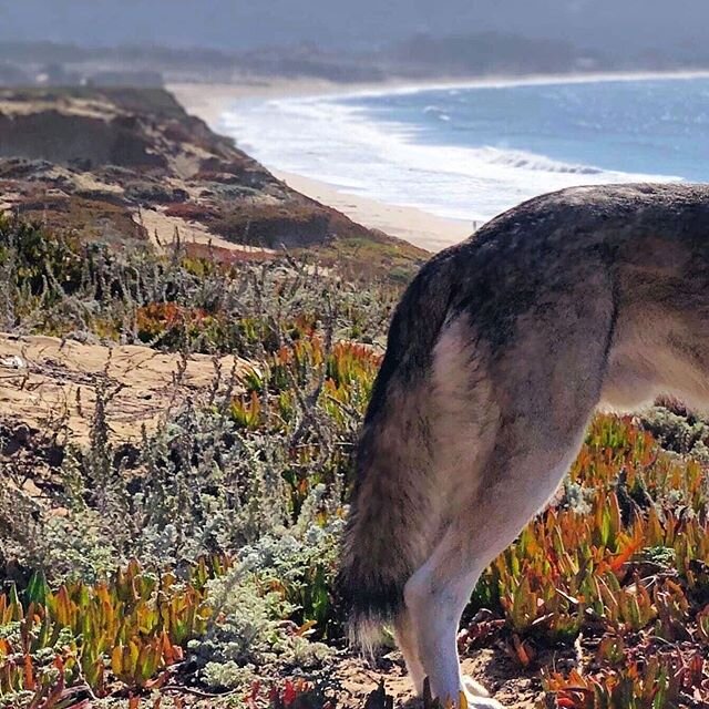 Excited to be back at the beach, chasing paragliders and seagulls! 
Monterey Bound
@roanravenwolf @ravenwolfskysports #wolfdog #adventuredog #huskylove