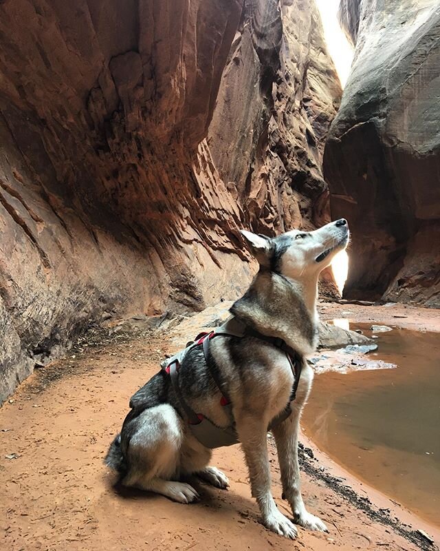 Slot canyons and red rocks.... spent two months in Moab Utah for quarantine 
@ruffwear @roanravenwolf #wolfdog #husky #ruffwear #mydogismy #adventurepartner #adventuredog