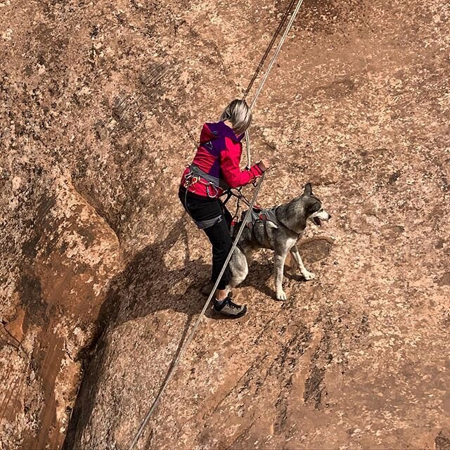 Long hikes in the red rocks are the best. Sometimes we take the easy way down. 
@ruffwear @roanravenwolf #wolfdog #husky #adventuredog