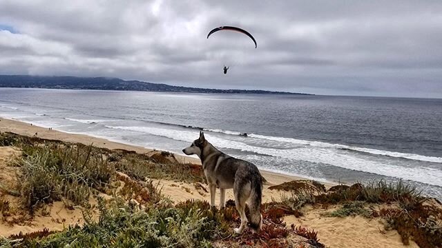 In my happy place - or one of them... this guy and flying over the ocean is the BEST
@ravenwolfskysports #flylikeagirl #wolfdog #learntoparaglide #seemonterey