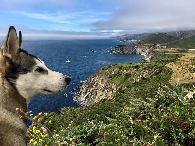 The wolf, the fox, and the coast. My favorites. 
@whitefangskoolie @roanravenwolf @c.j.ware 
#wolfdog #silverfox #bigsur #buslifeadventure #skoolie