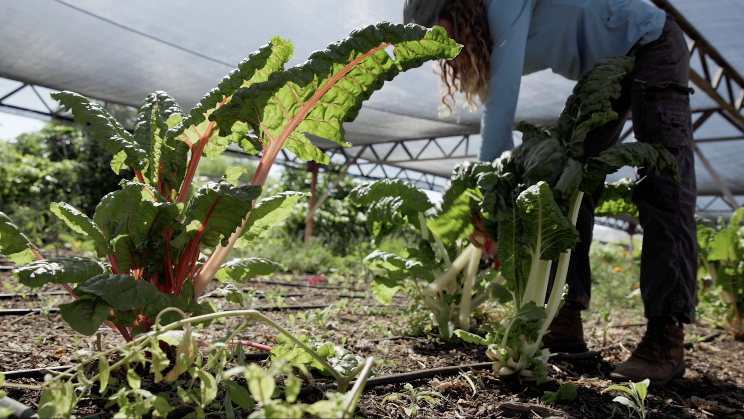 Local First Arizona - Food Waste
