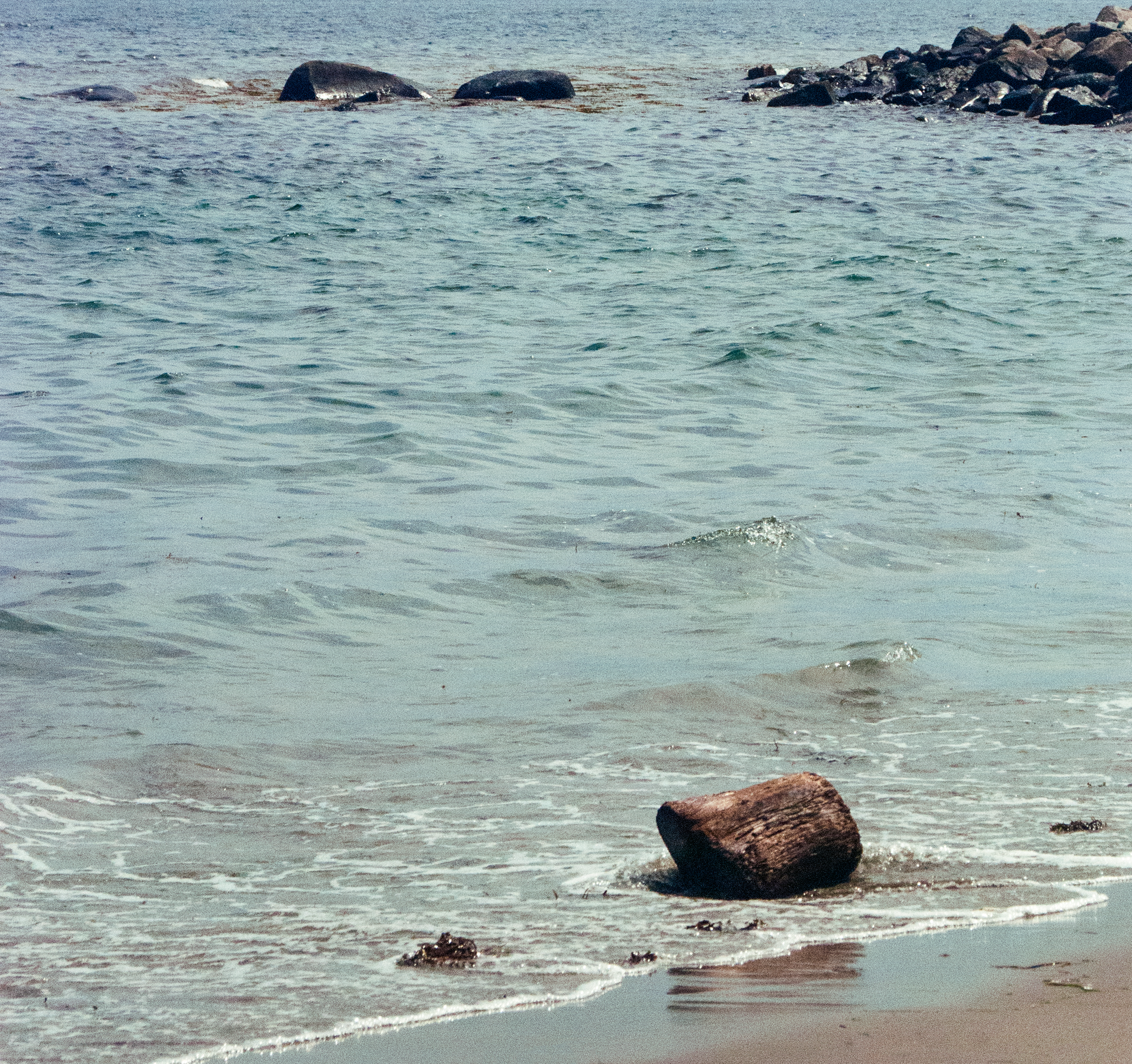 12: The Driftwood