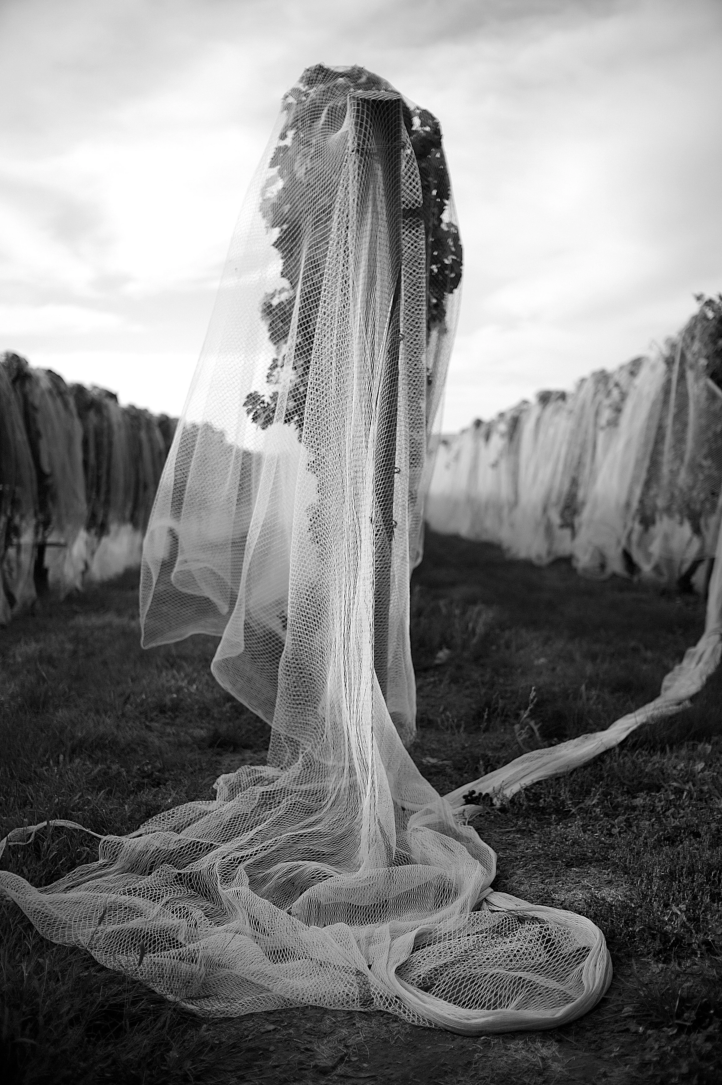 VinyardBride.jpg