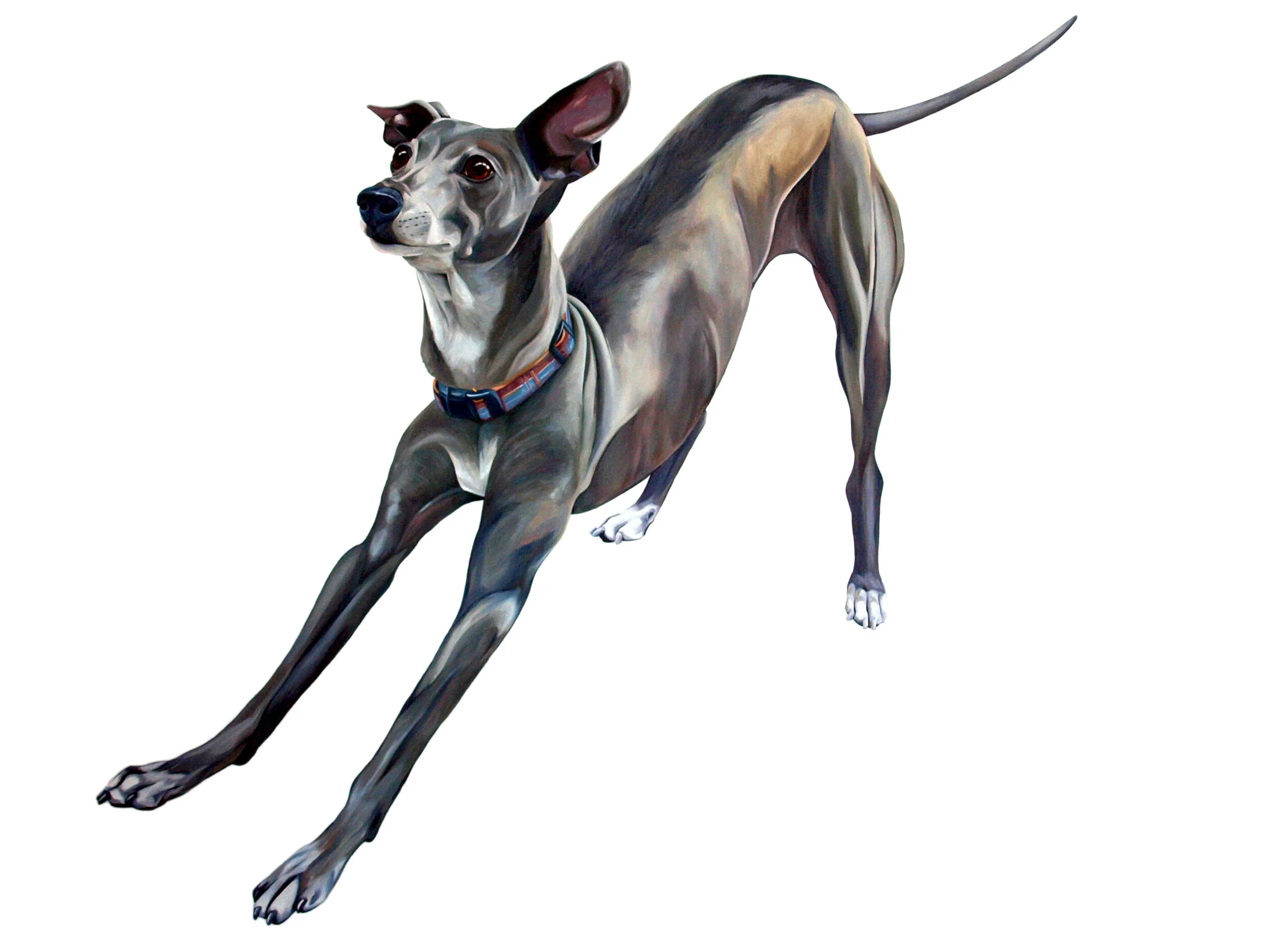 30x40" Oil Painting Italian Greyhound on canvas