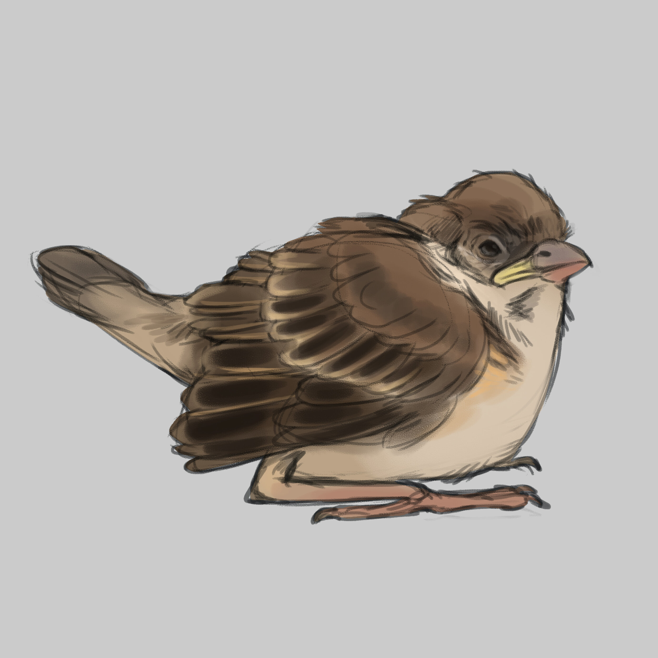 house sparrow study 4.jpg