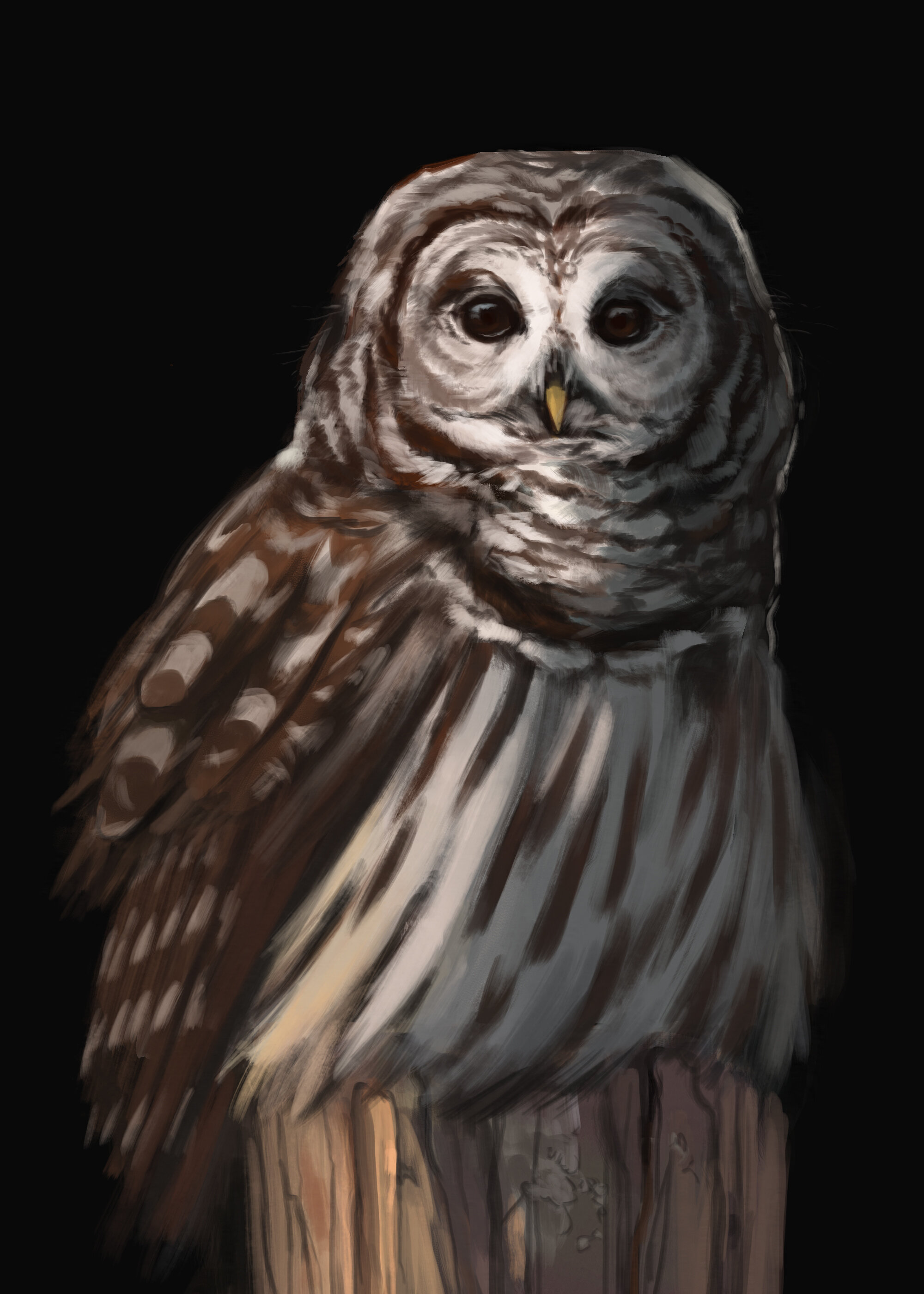 chico the barred owl.jpg