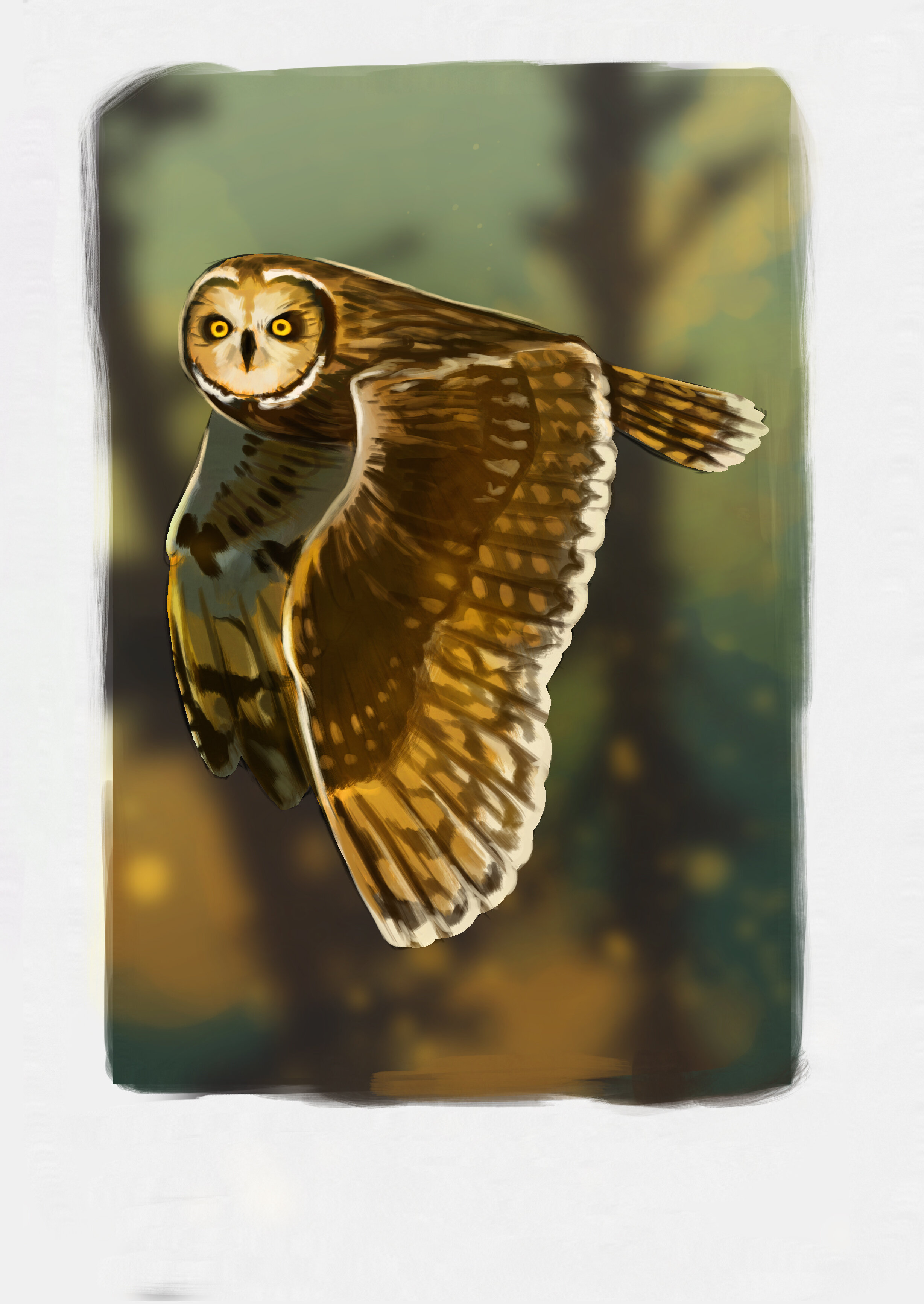 short eared owl cropped.jpg
