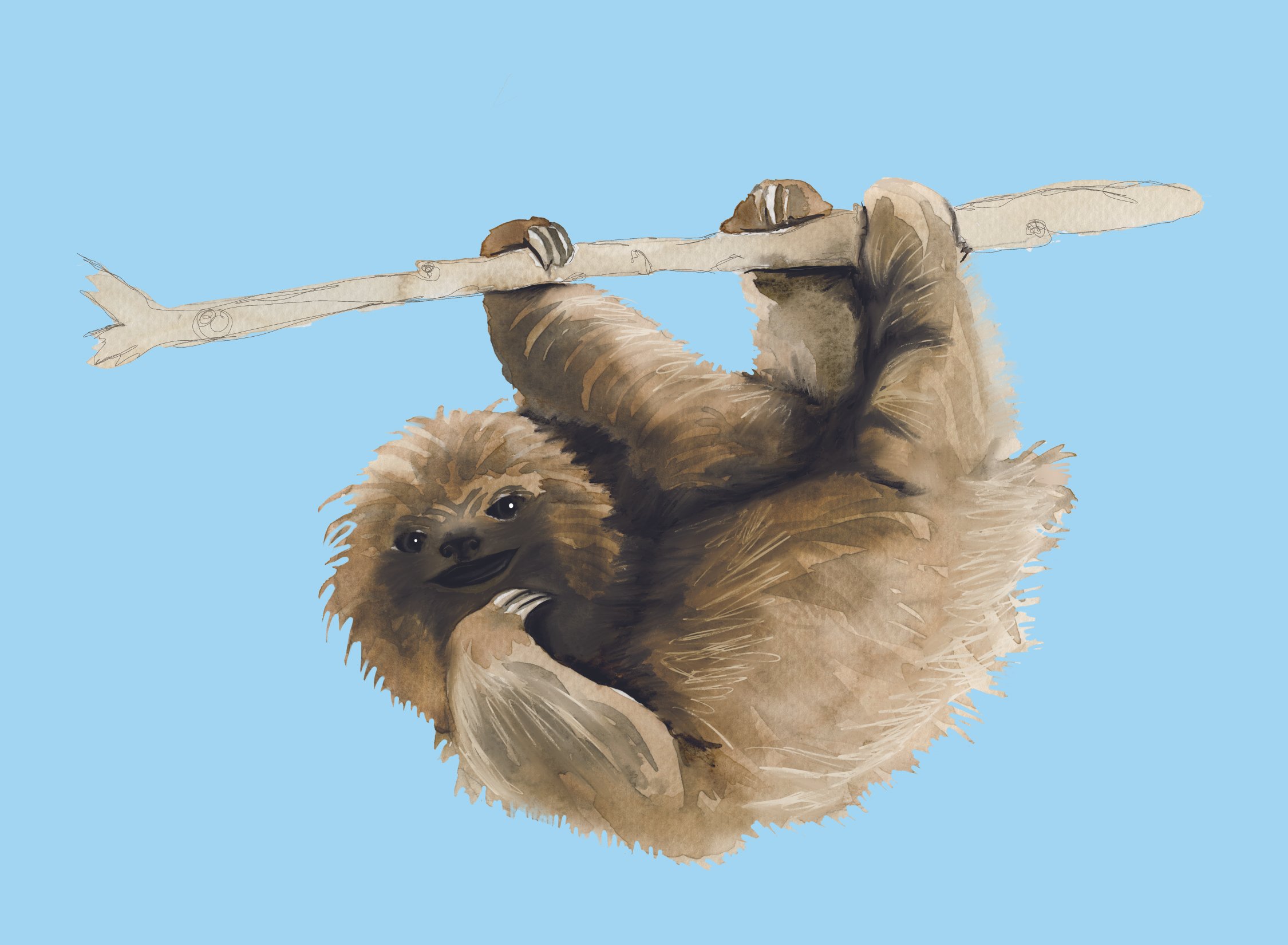 sloth.jpg