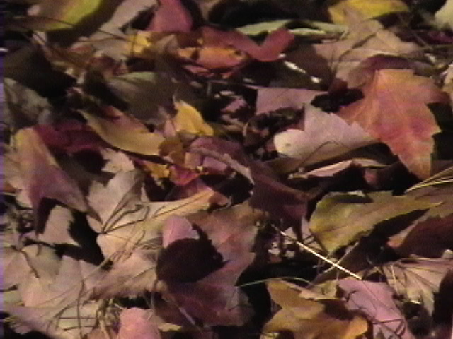 leaves and debris on the floor of the gallery