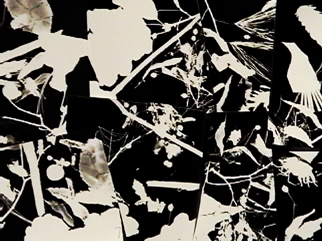 photograms on the wall