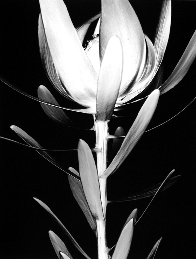 Protea (Number 5), 1998